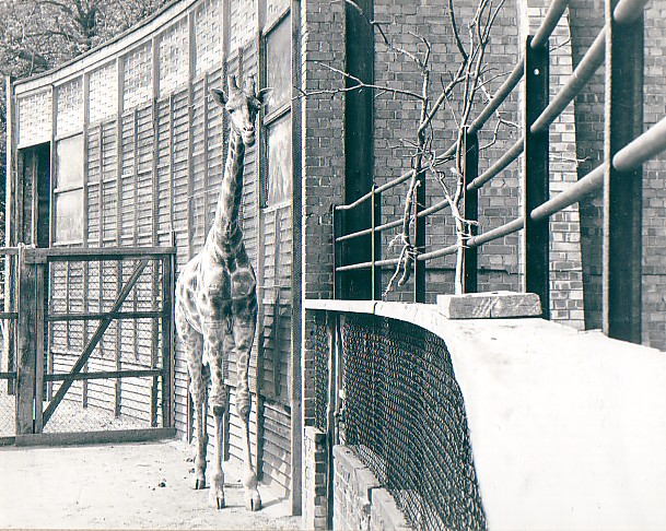 Whipsnade Zoo Giraffe