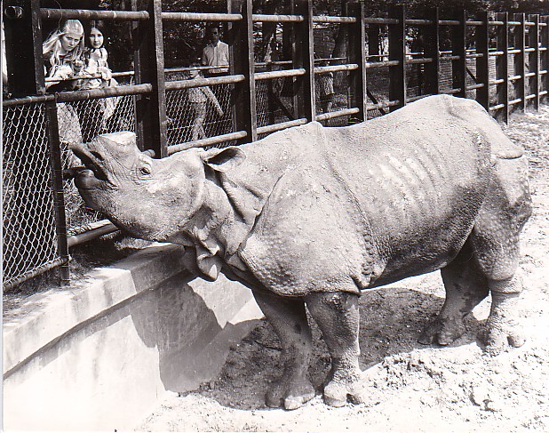 Whipsnade  zoo  UK  Indian Rhino 1972