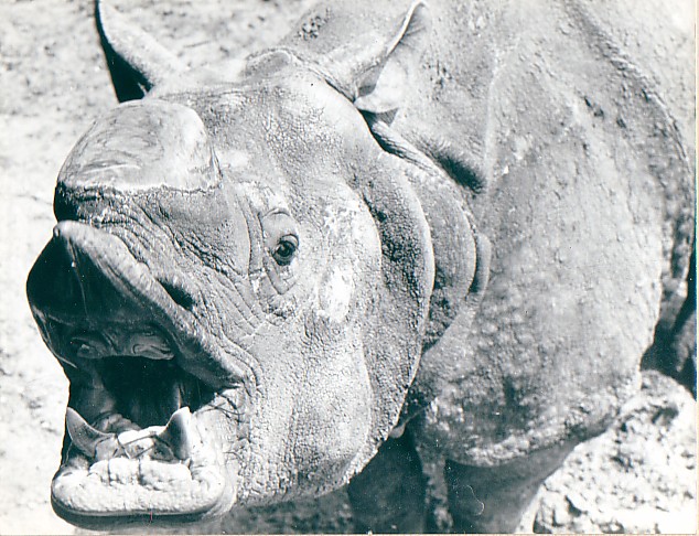 Whipsnade Zoo UK  Rhino headshot, NOTE "Tusks"