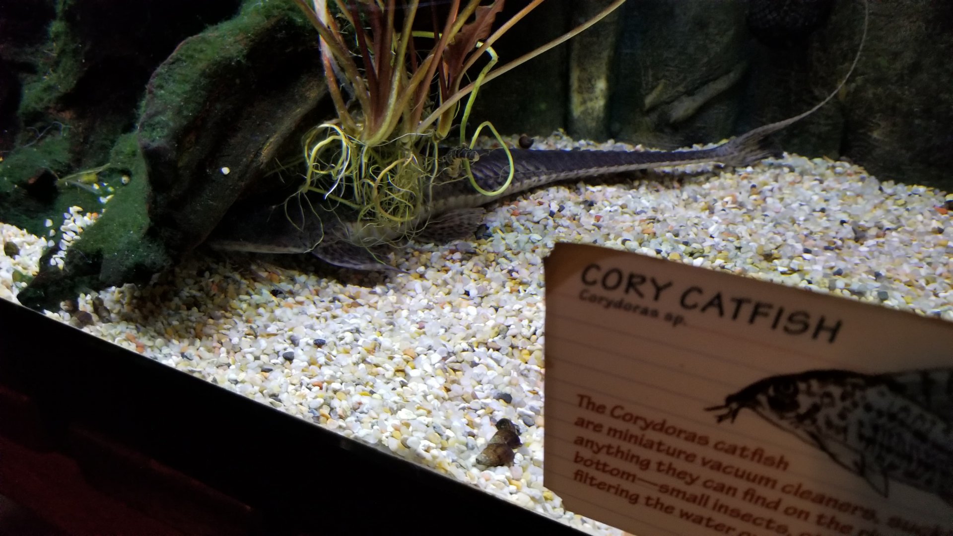 Whiptail Catfish?, Amazonia