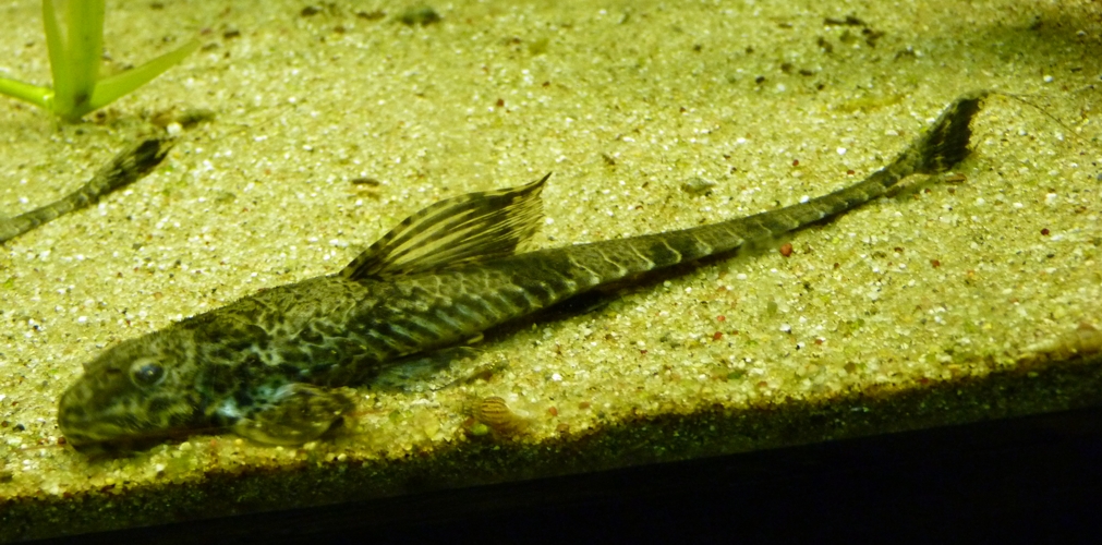 Whiptail catfish (Dasyloricaria filamentosa)