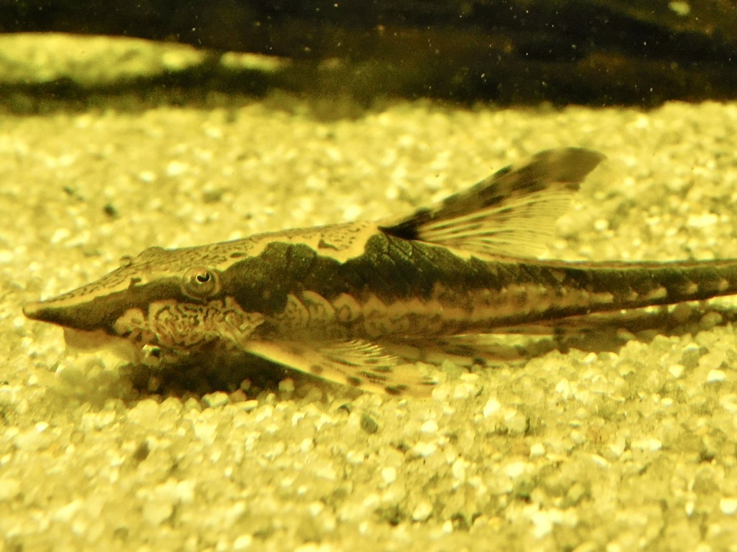 Whiptail Catfish (Sturisomatichthys panamense) - Kawasui Kawasaki Aquarium October 21, 2025