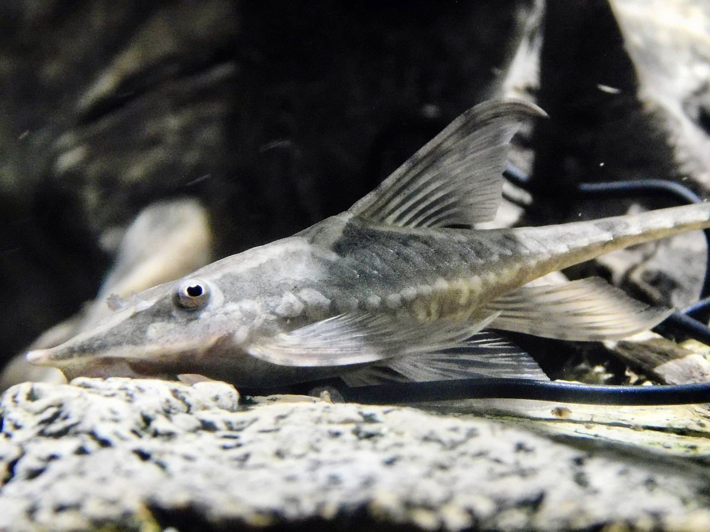 Whiptail Catfish (Sturisomatichthys panamense) - Kawasui Kawasaki Aquarium October 21, 2025