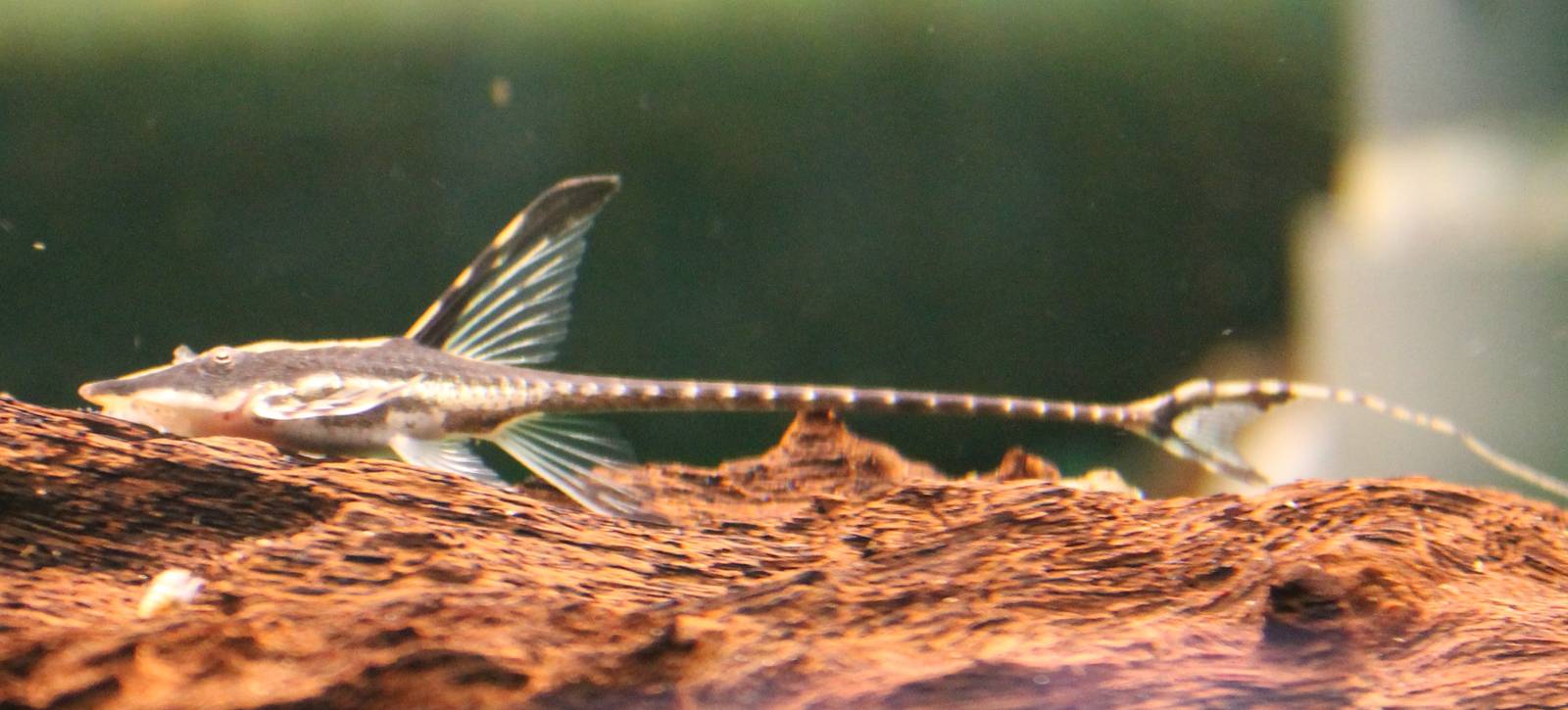 Whiptail catfish