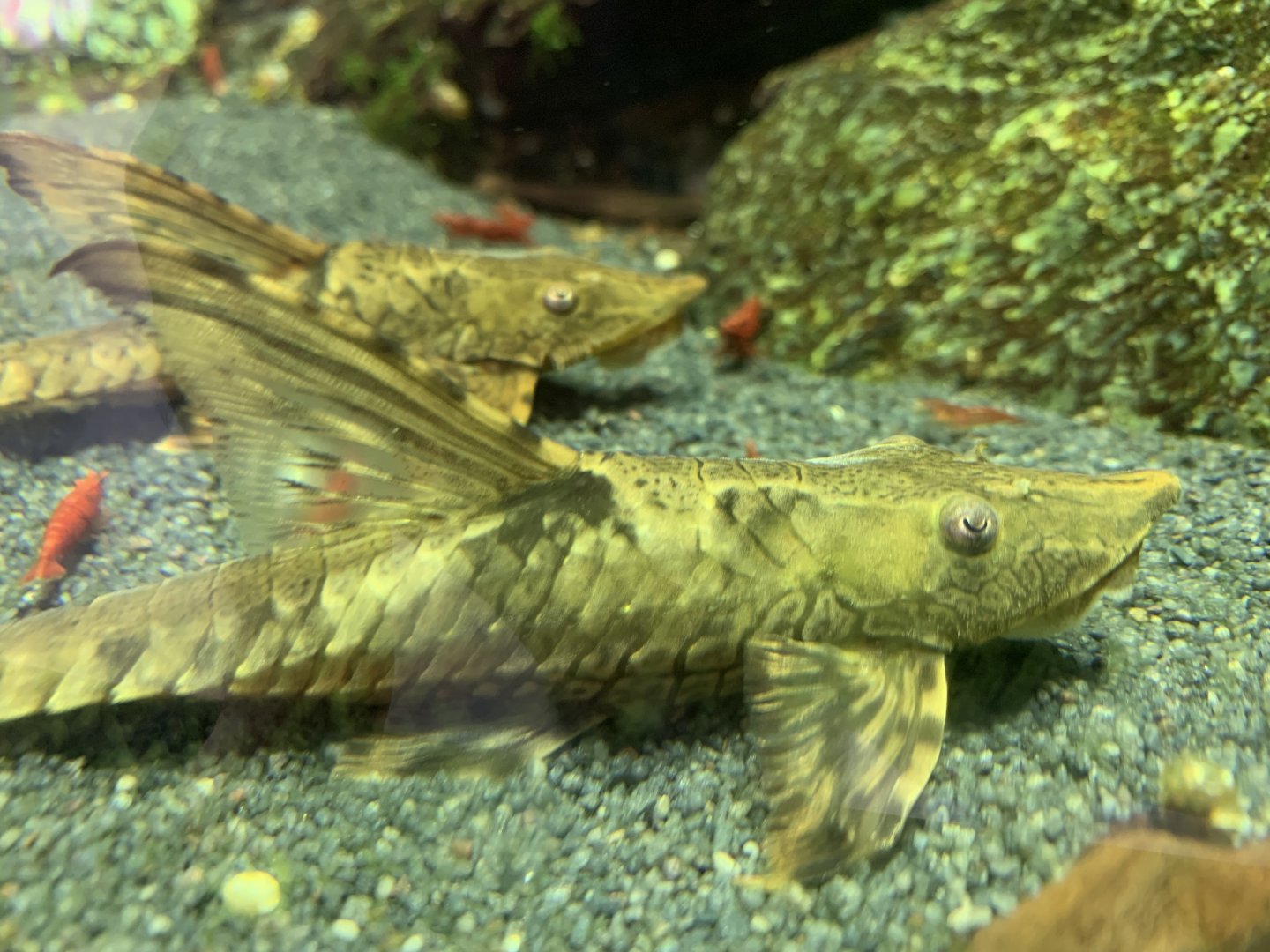 Whiptail catfish
