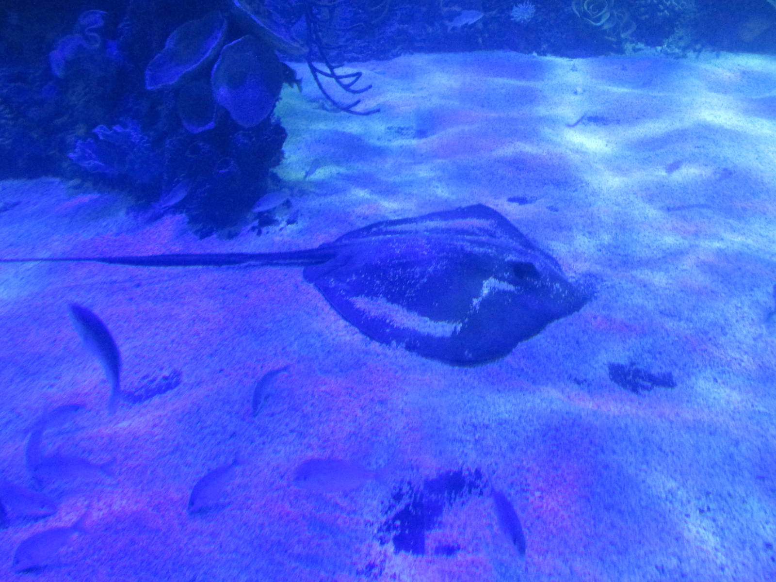whiptail stingray acuario inbursa