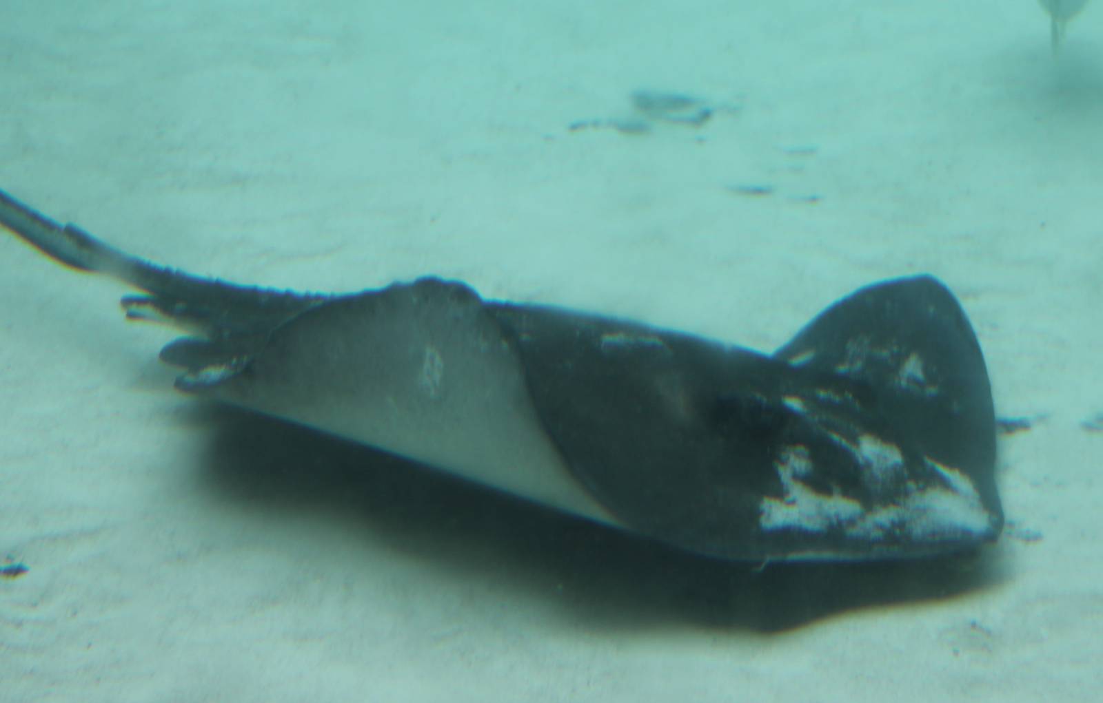 Whiptail stingray