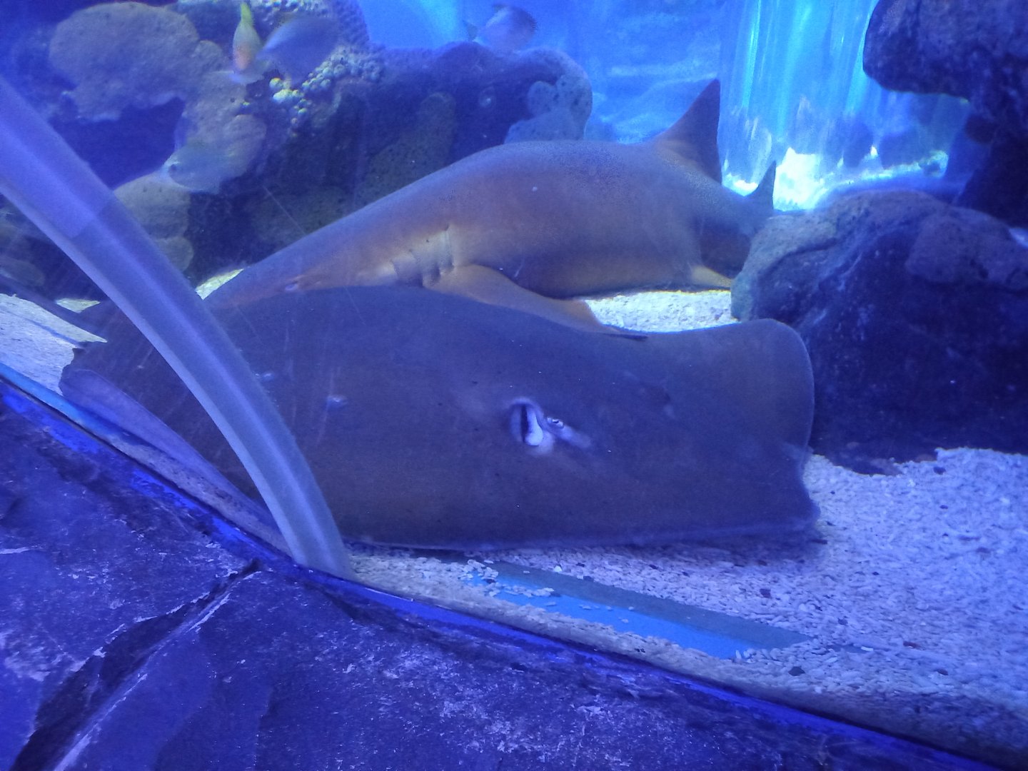 Whiptail Stingray