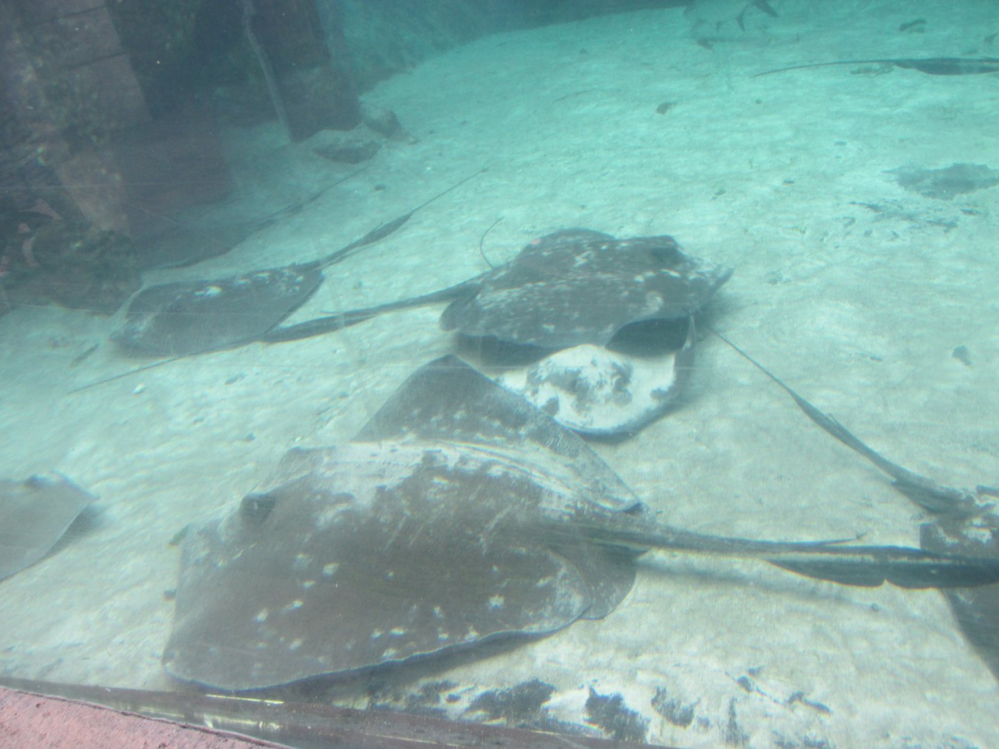 whiptail stingrays