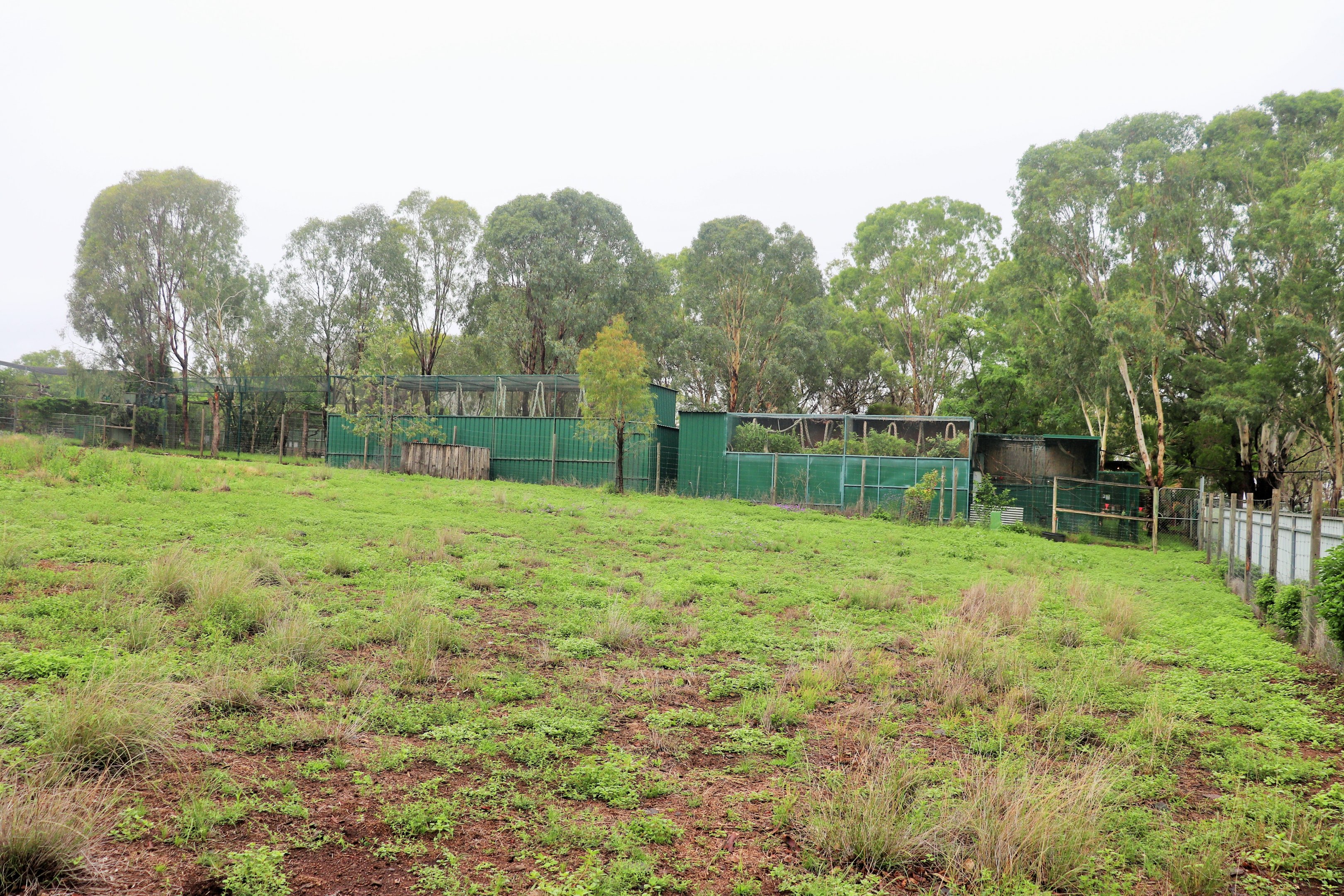 Whiptail Wallaby Enclosure