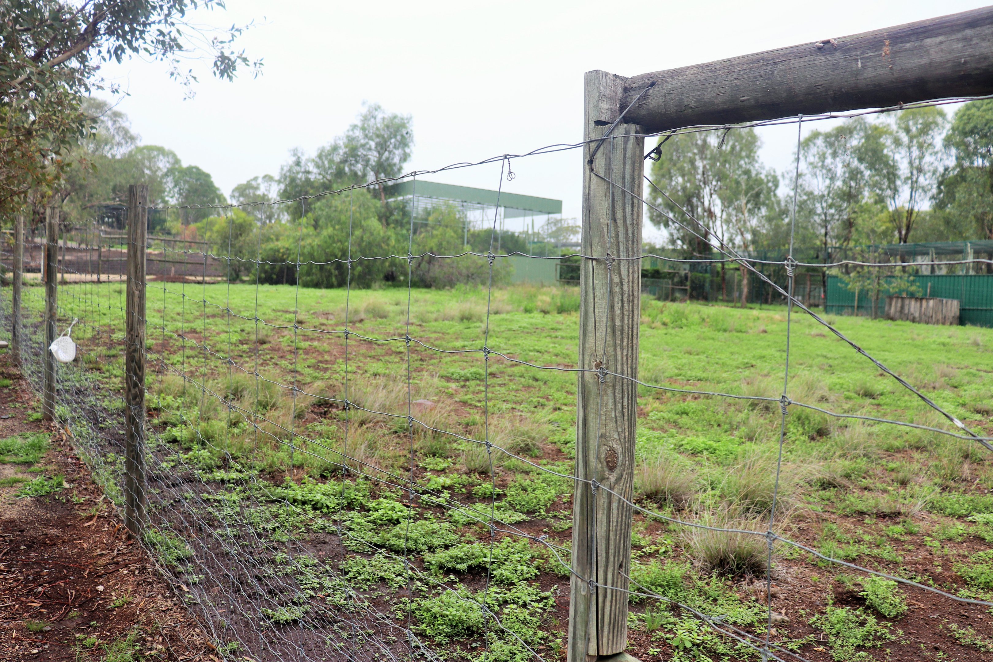 Whiptail Wallaby Enclosure