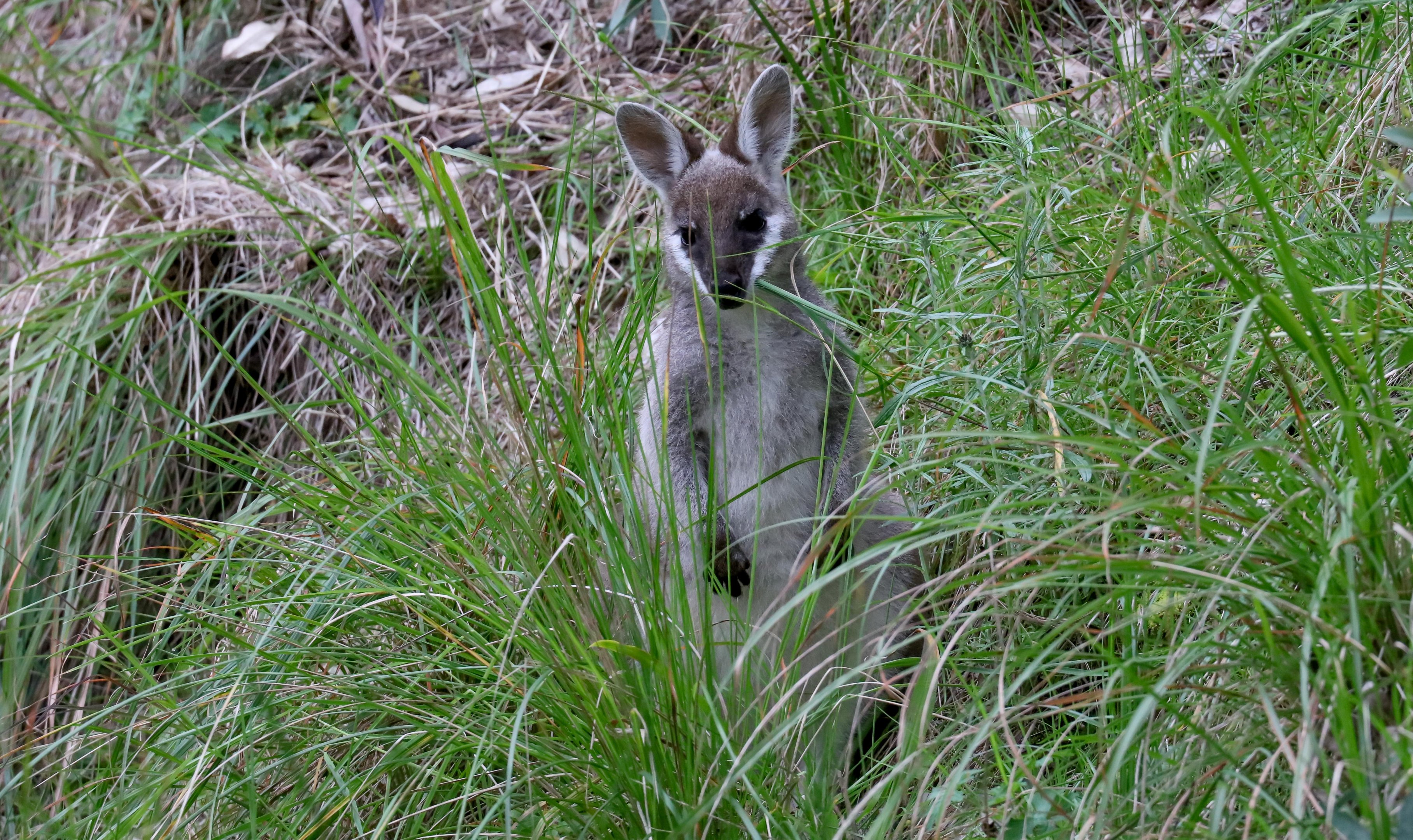 Whiptail Wallaby joey