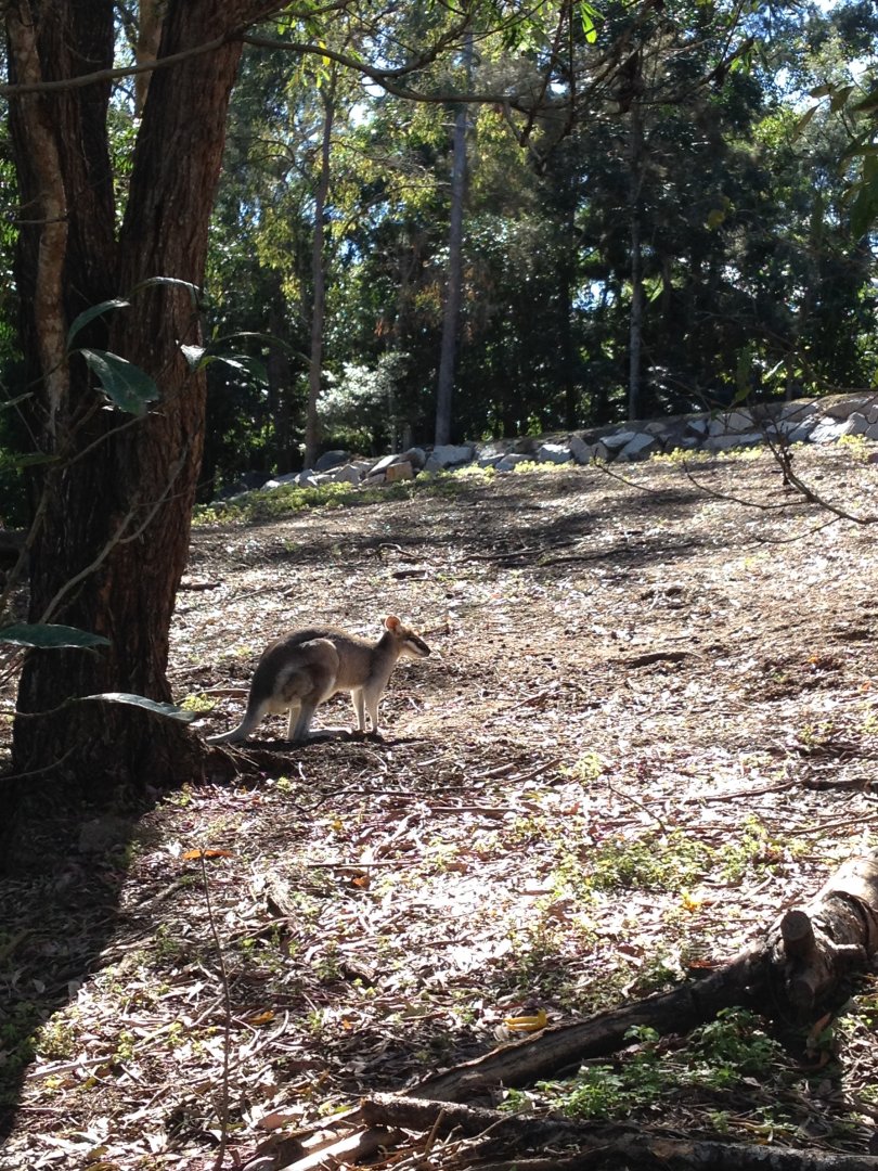 Whiptail Wallaby (Macropus parryi)
