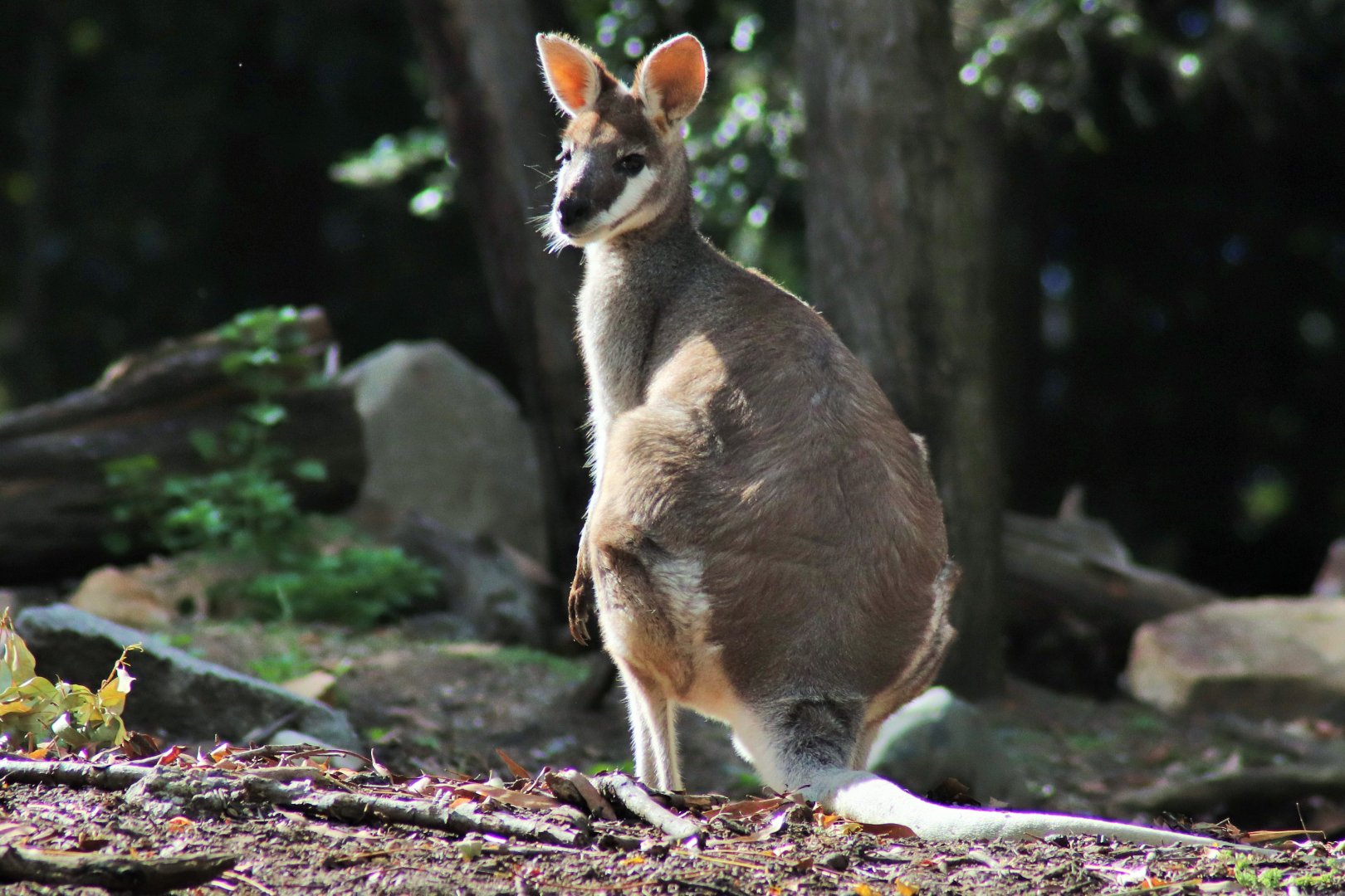 Whiptail Wallaby (Macropus parryi)