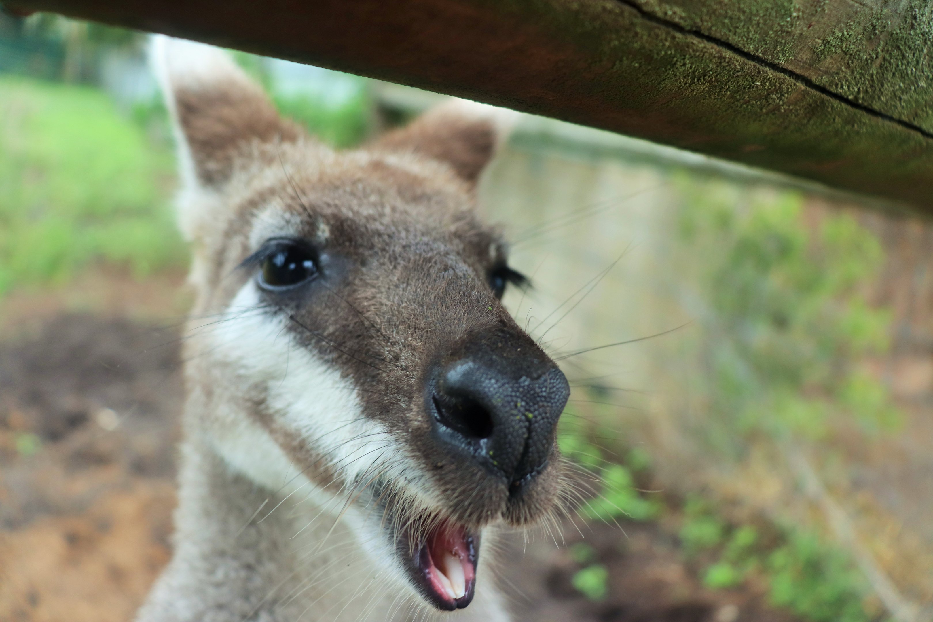 Whiptail Wallaby (Notamacropus parryi)