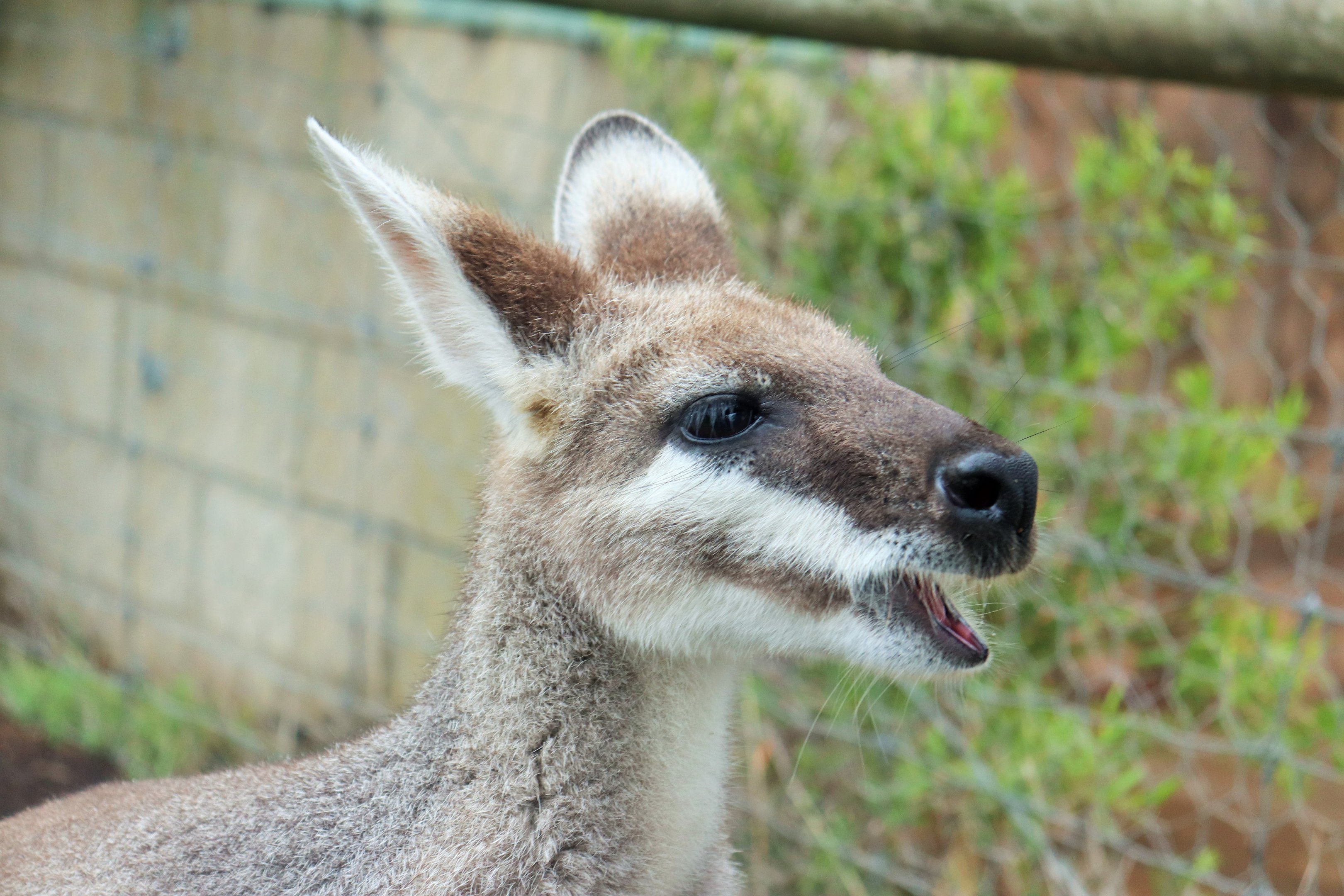 Whiptail Wallaby (Notamacropus parryi)