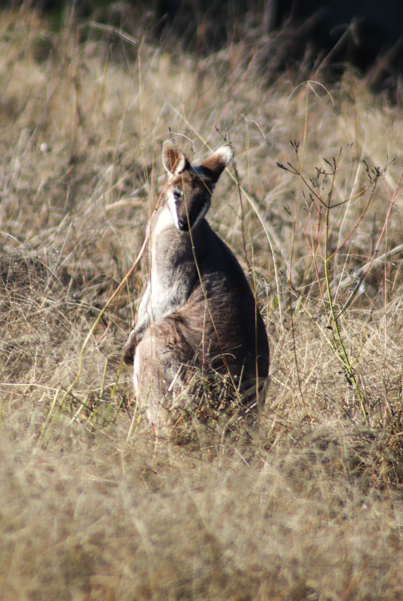 Whiptail Wallaby (Notamacropus parryi)