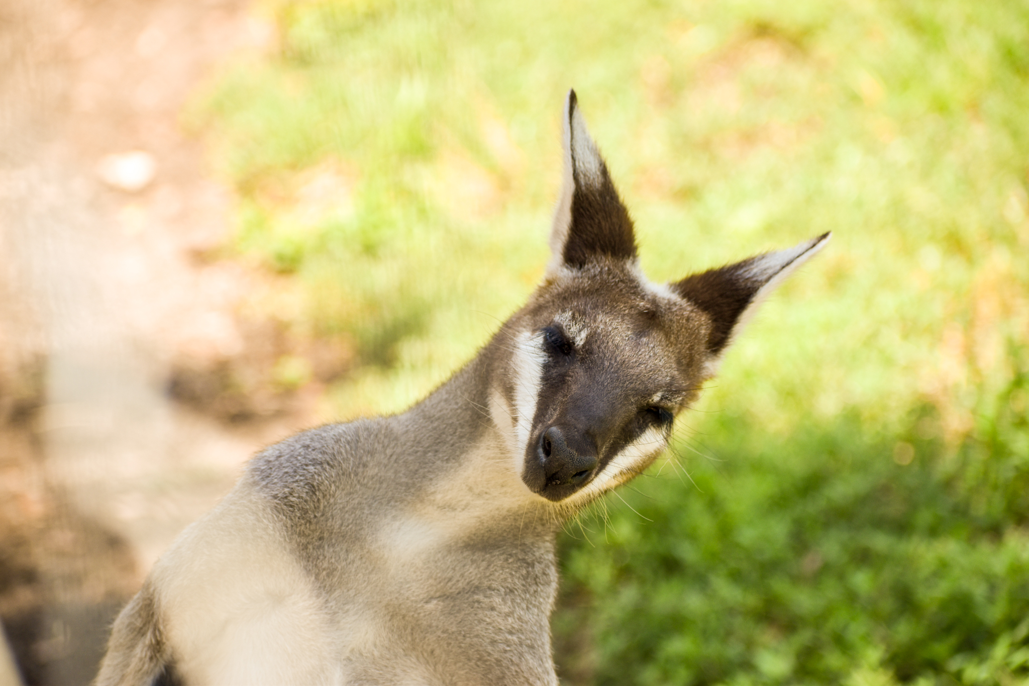 Whiptail Wallaby (Notamacropus parryi)