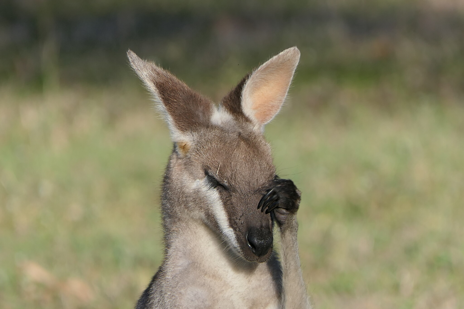 Whiptail Wallaby (Notamacropus parryi)