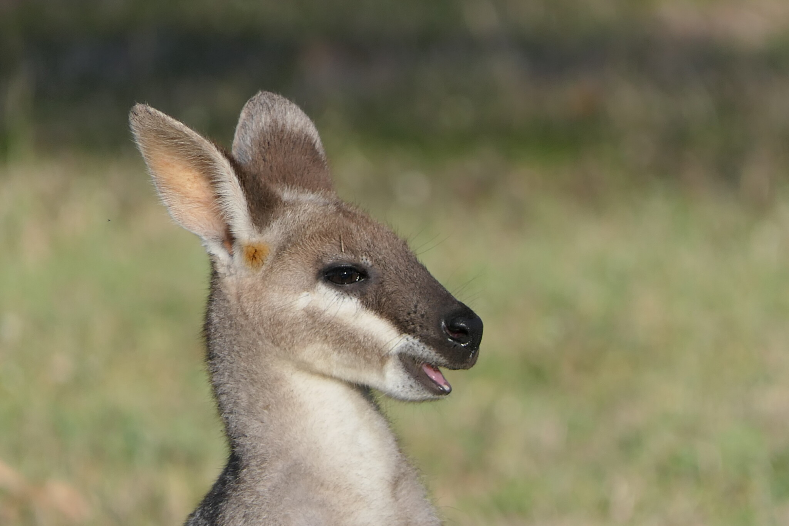 Whiptail Wallaby (Notamacropus parryi)