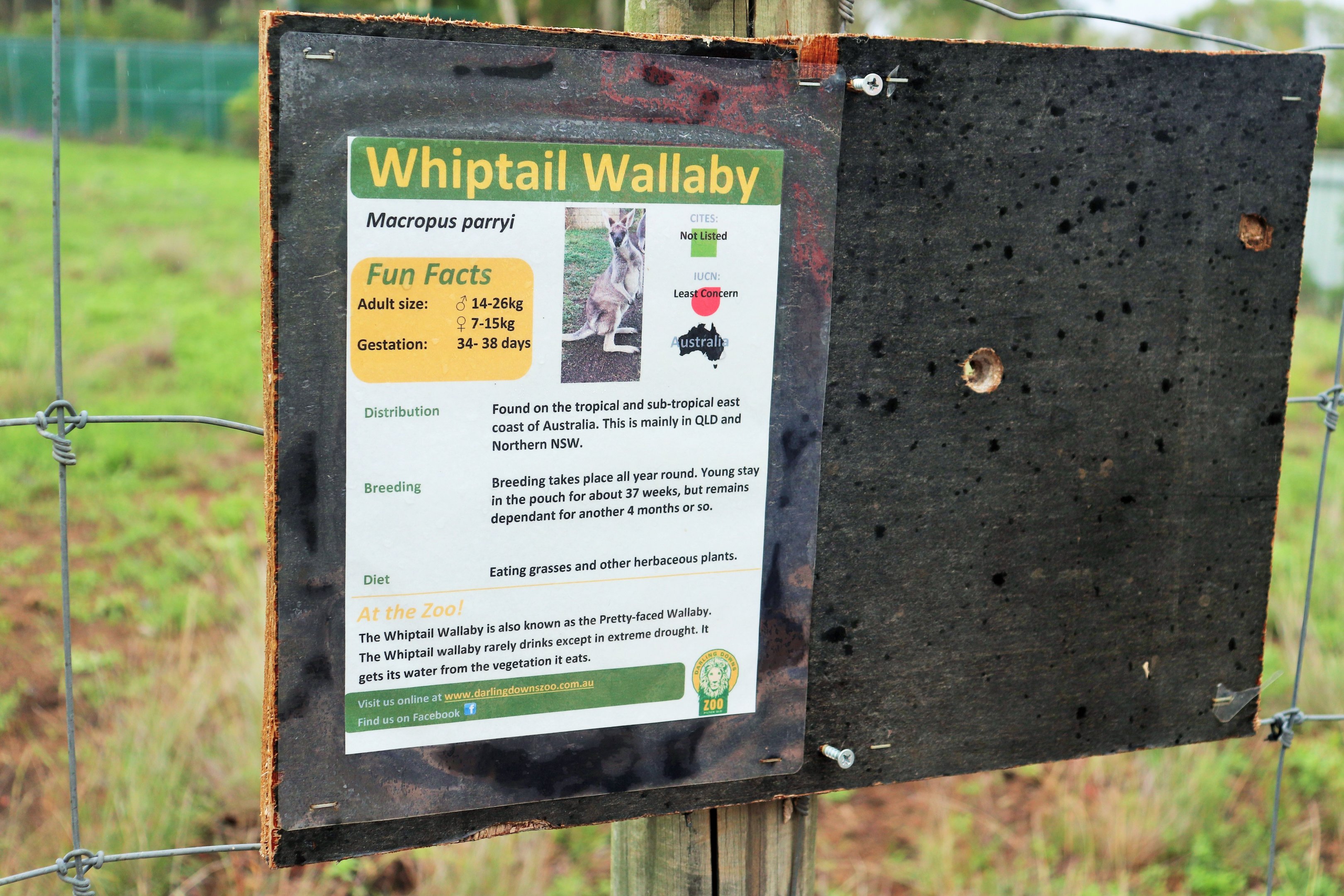 Whiptail Wallaby Sign