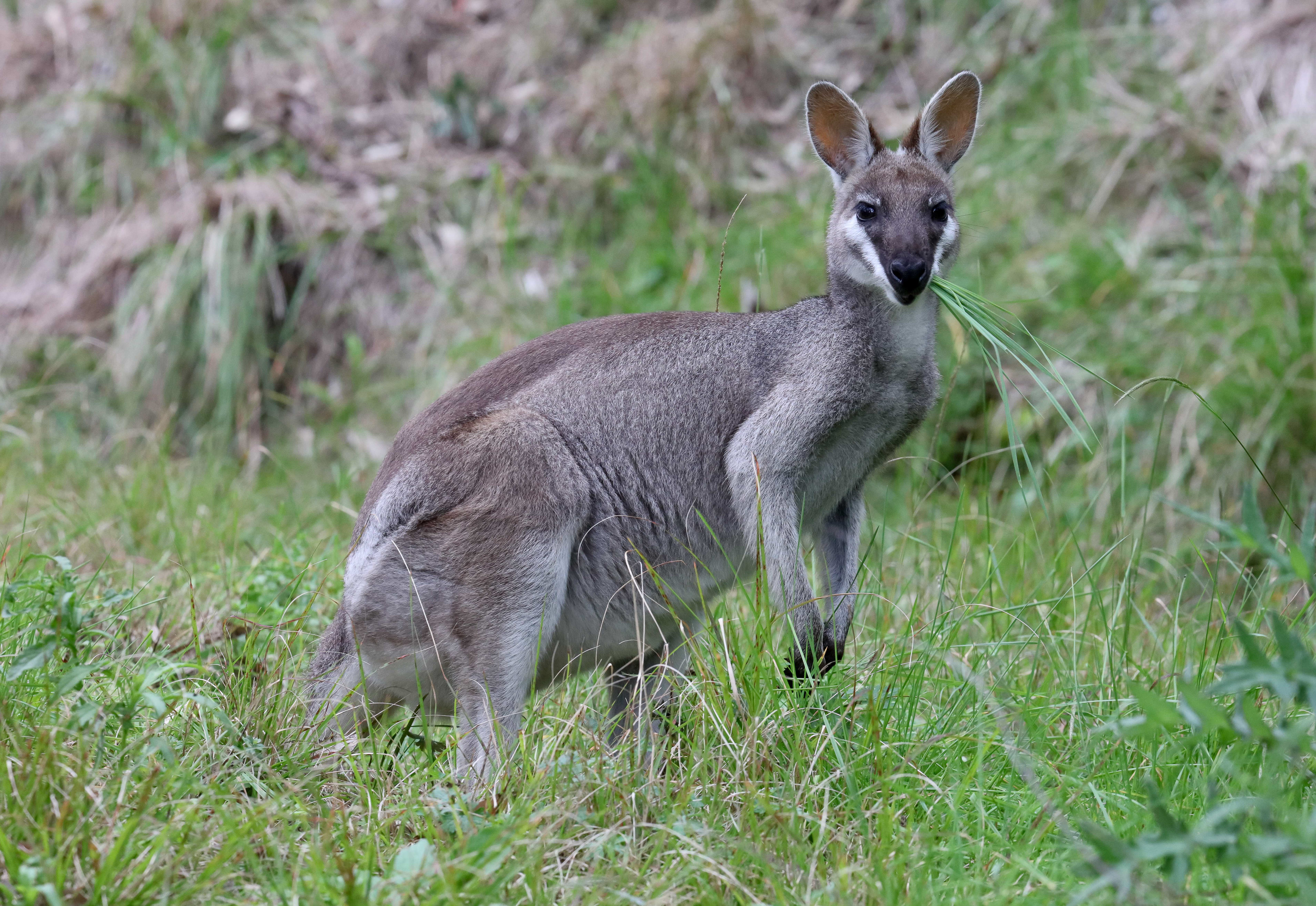 Whiptail Wallaby