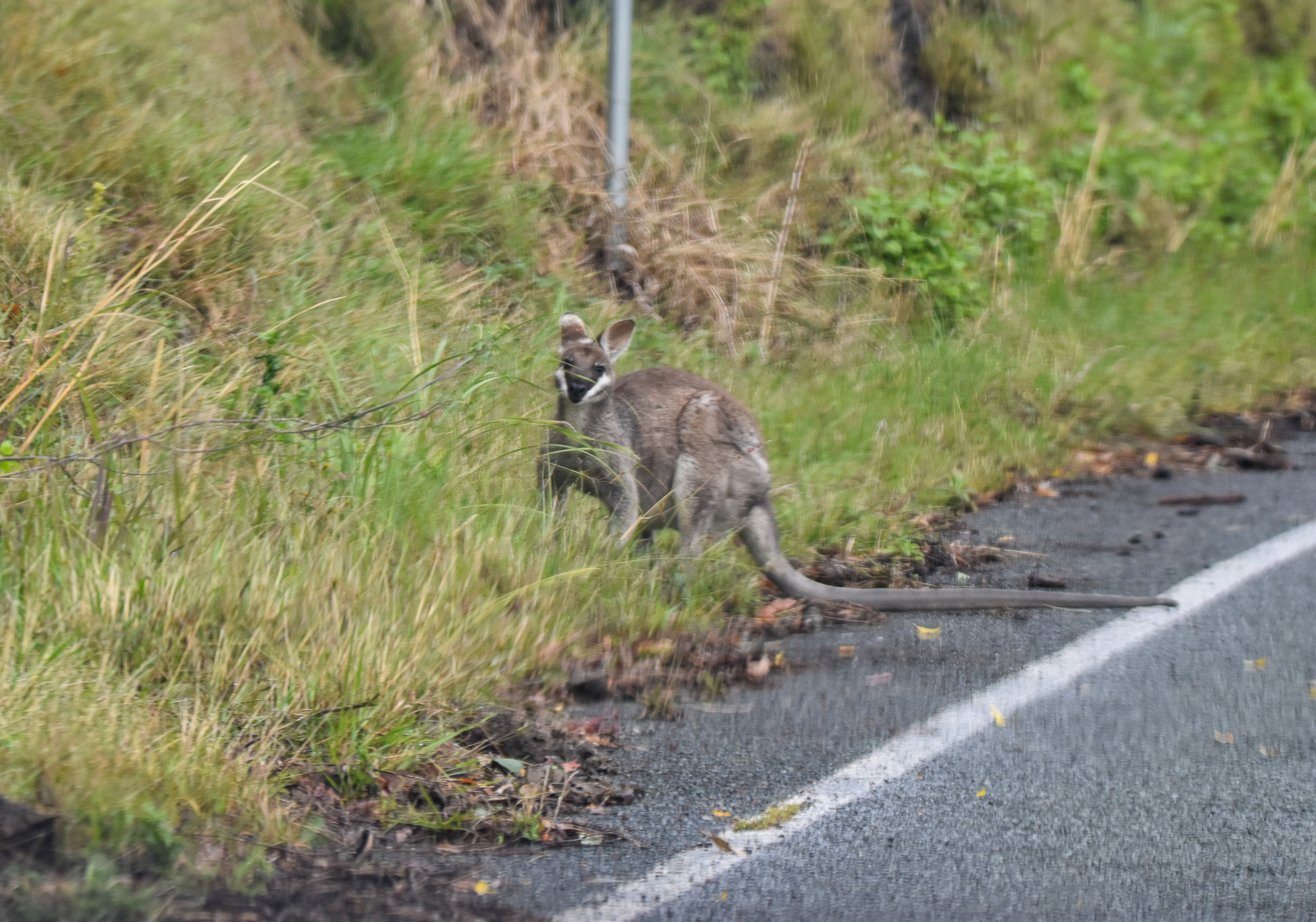 Whiptail Wallaby