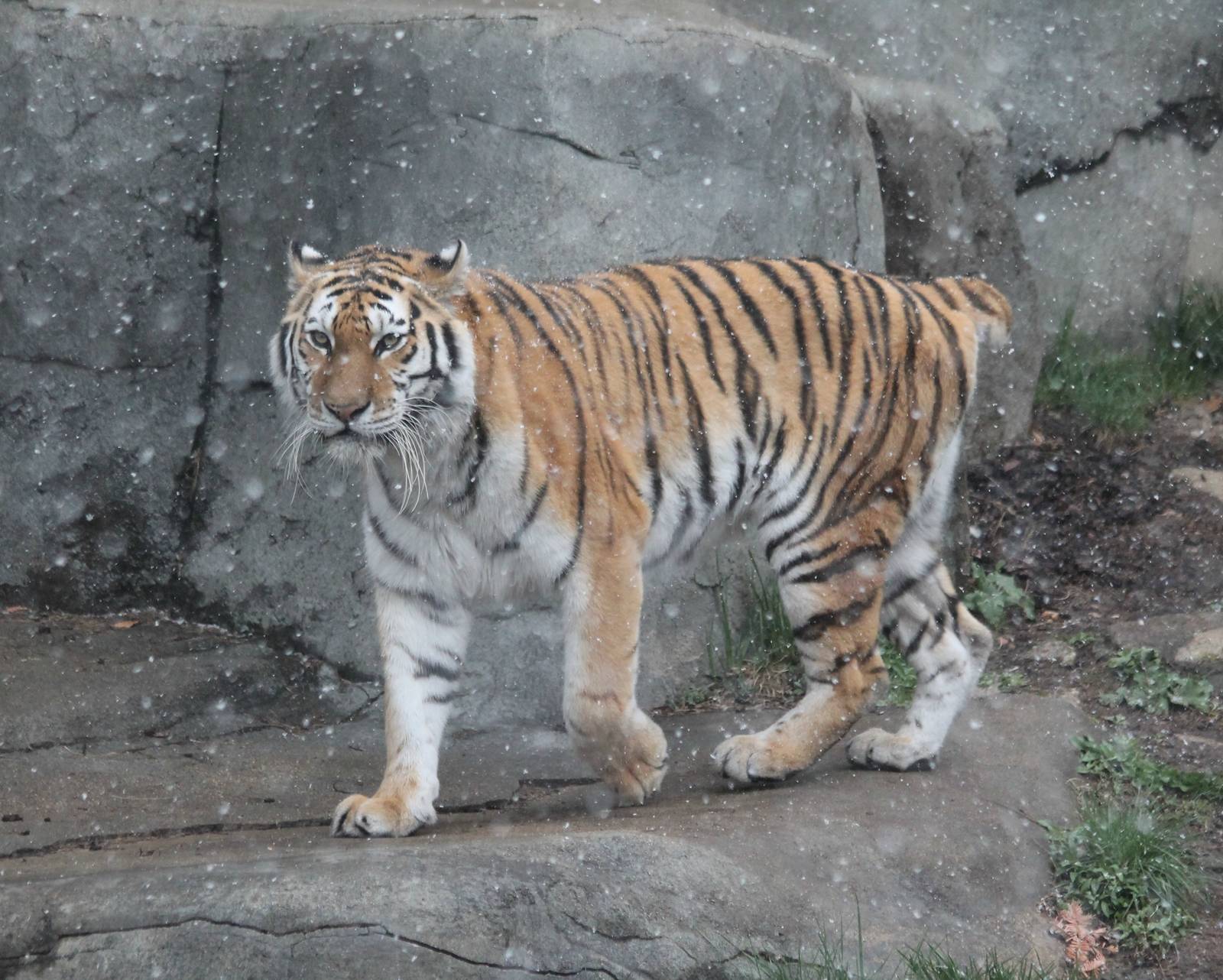 Whirl walking in the spring snow