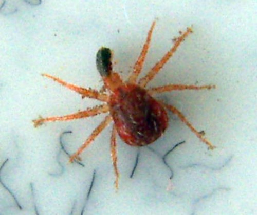 Whirligig Mite (Anystis baccarum)