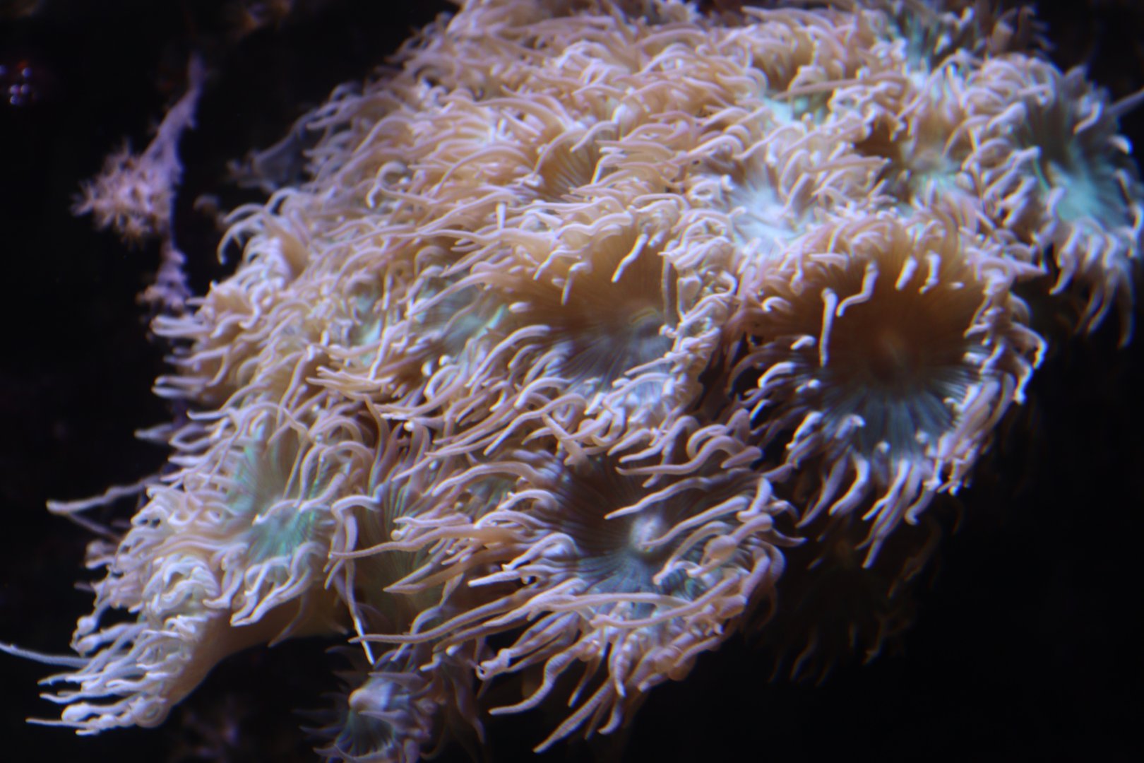 Whisker coral (Duncanopsammia axifuga)