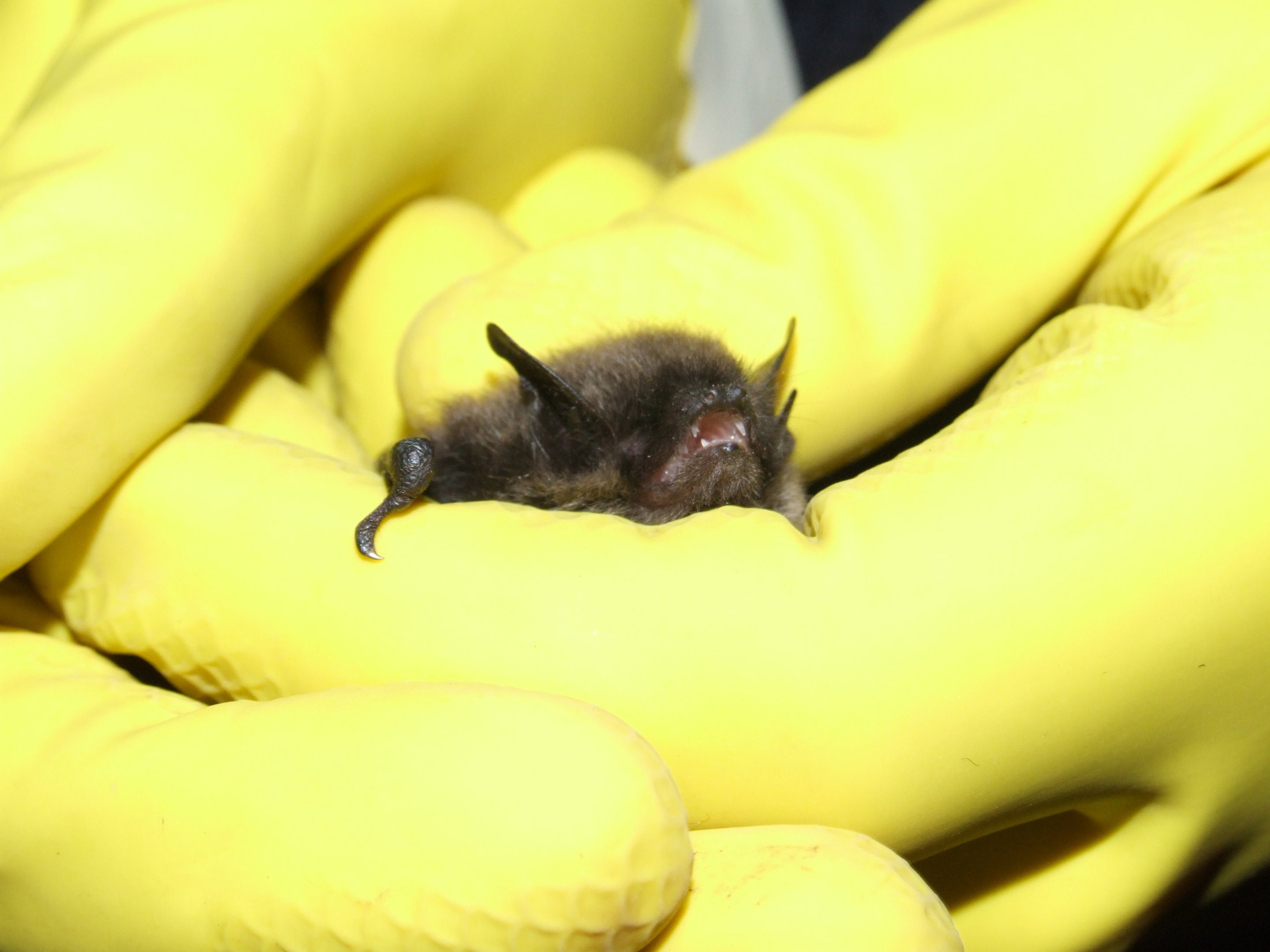 Whiskered Bat, Derbyshire