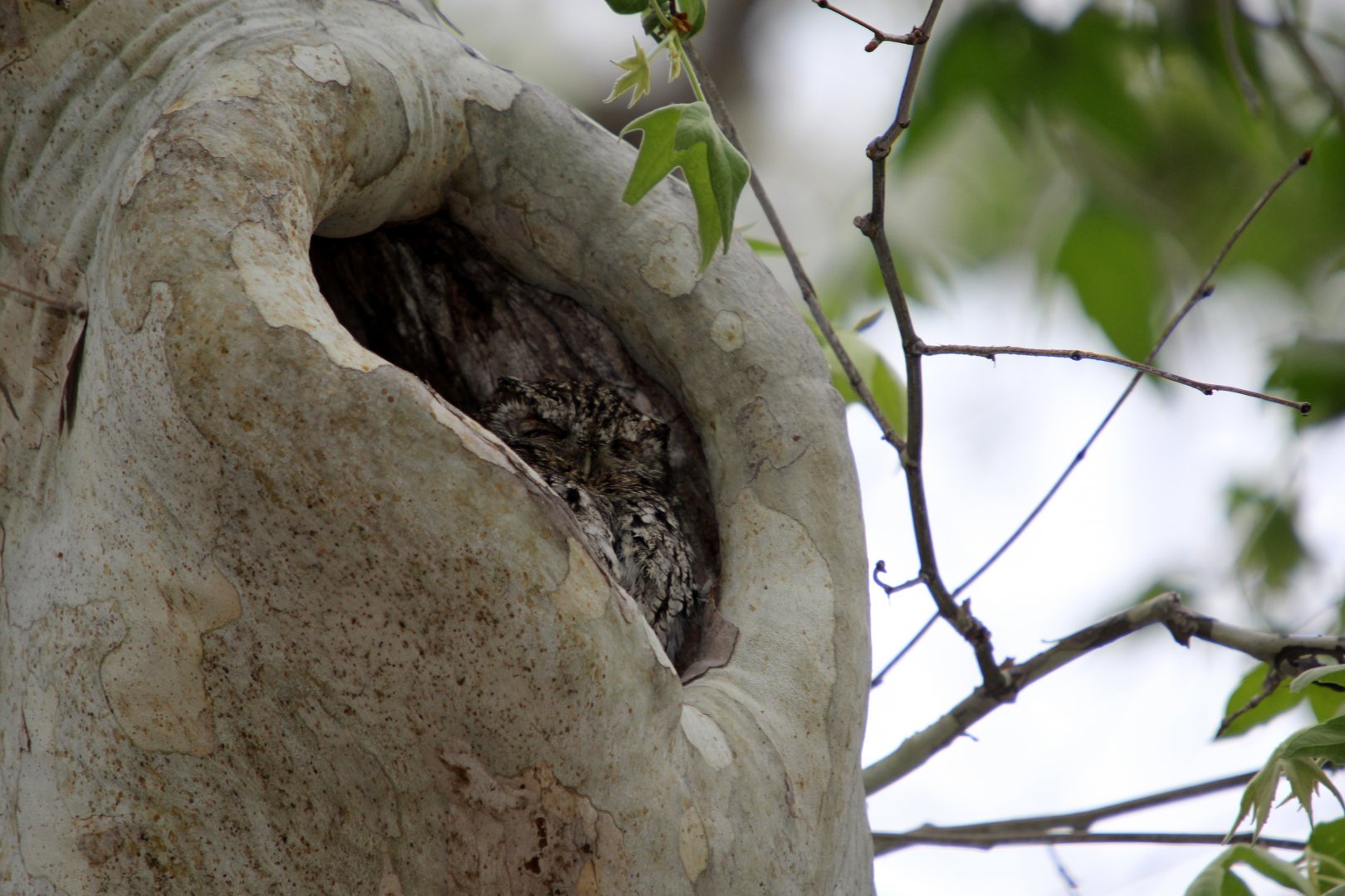Whiskered screech-owl (Megascops trichopsis)