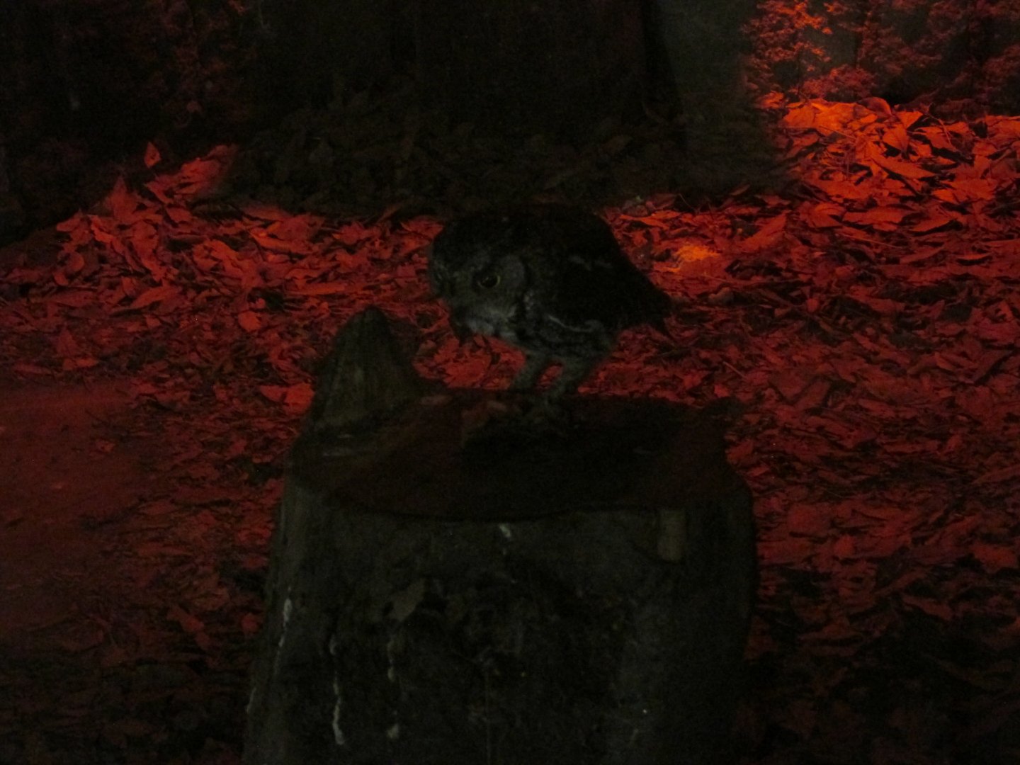 whiskered screech owl