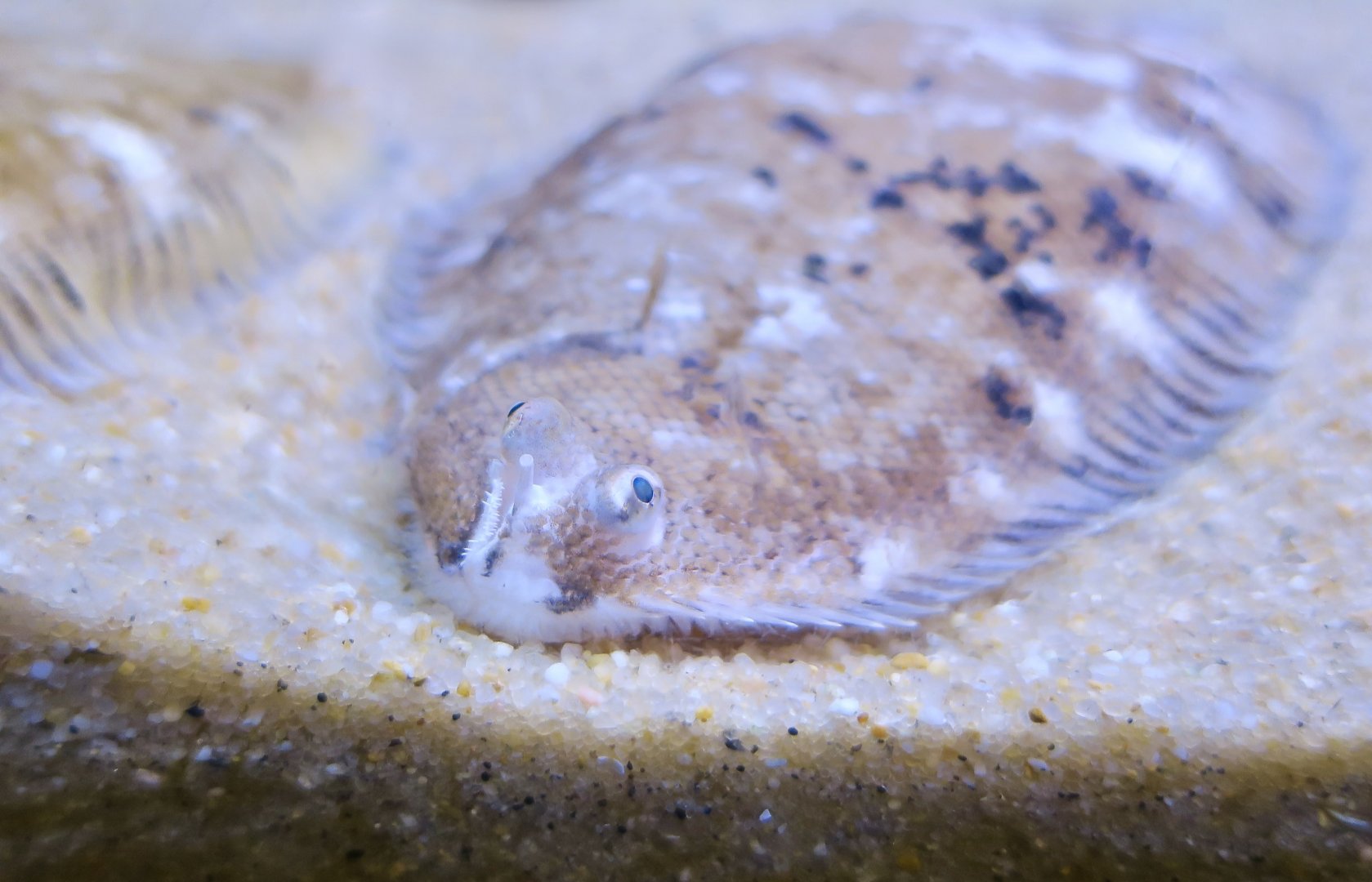 Whiskered Sole (Monochirus hispidus)