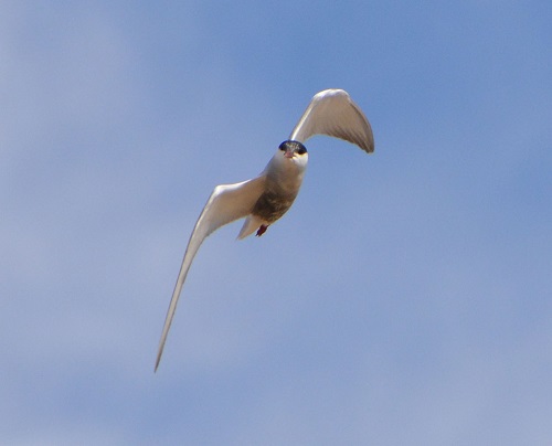Whiskered tern 1 .