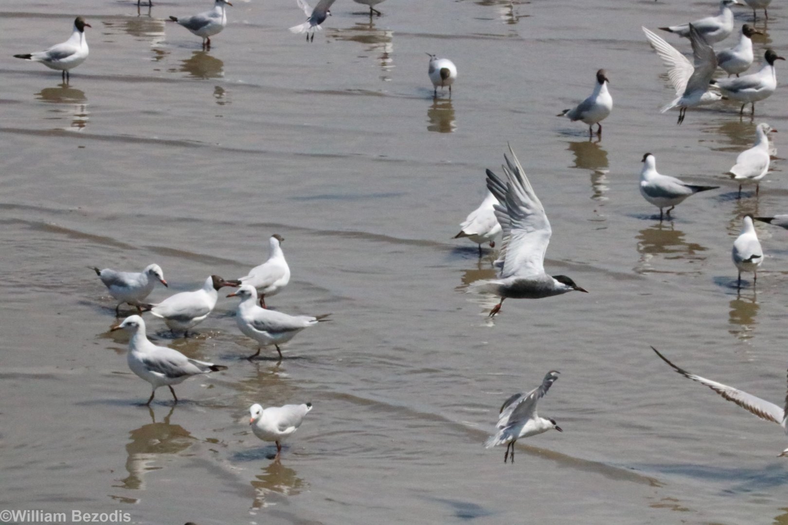 Whiskered Tern and Brown-headed Gulls - Bang Poo