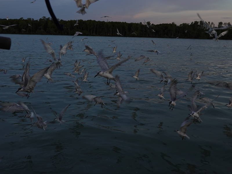 Whiskered tern (Chlidonias hybrida) feeding frenzy