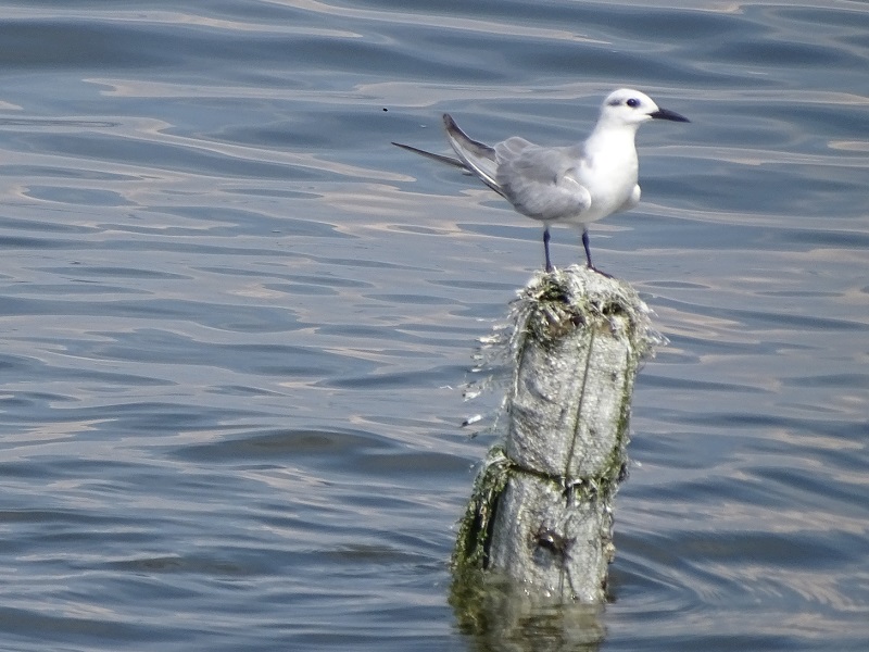 Whiskered tern (Chlidonias hybrida hybrida)