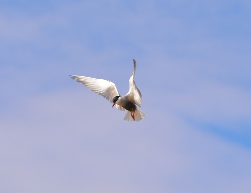 Whiskered tern hovering.