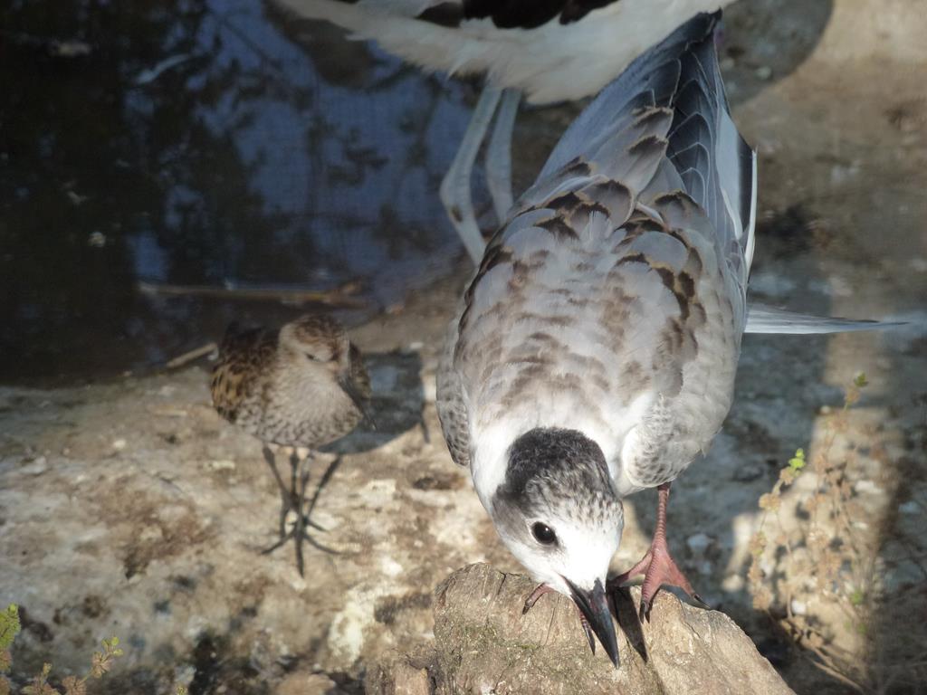 Whiskered tern, July 2013.