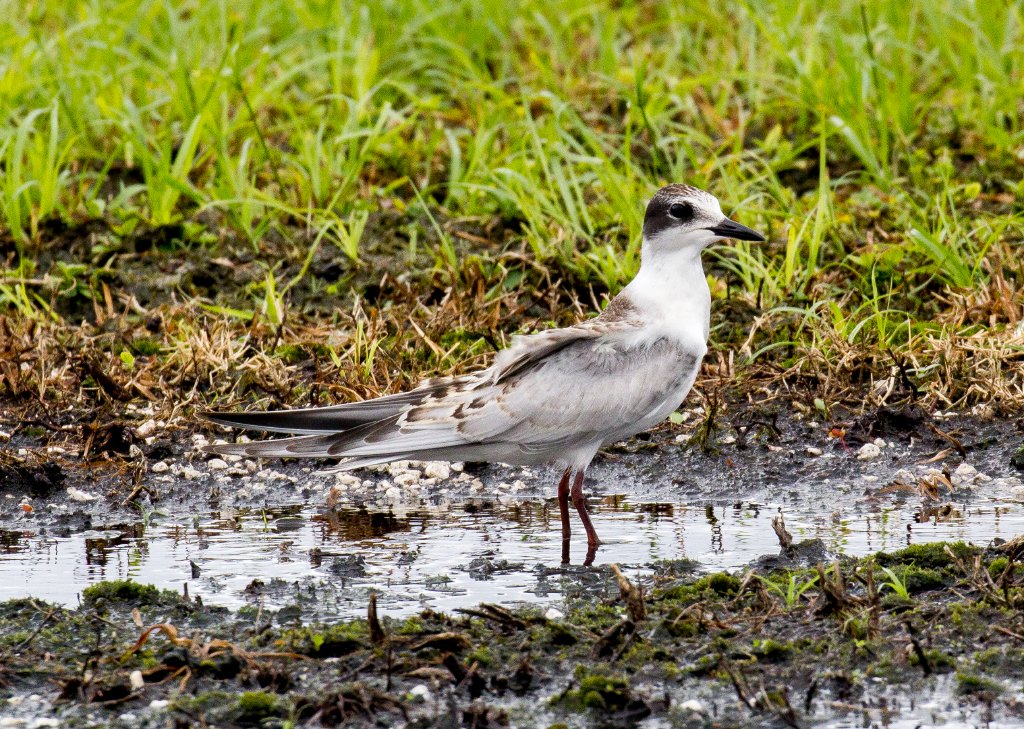 Whiskered Tern juvenile