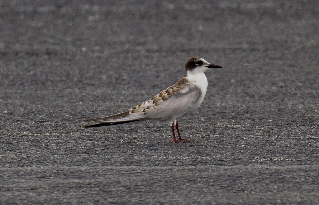 Whiskered Tern juvenile
