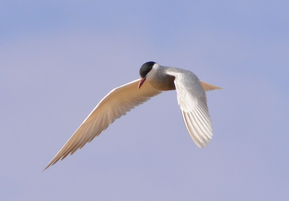 Whiskered tern.