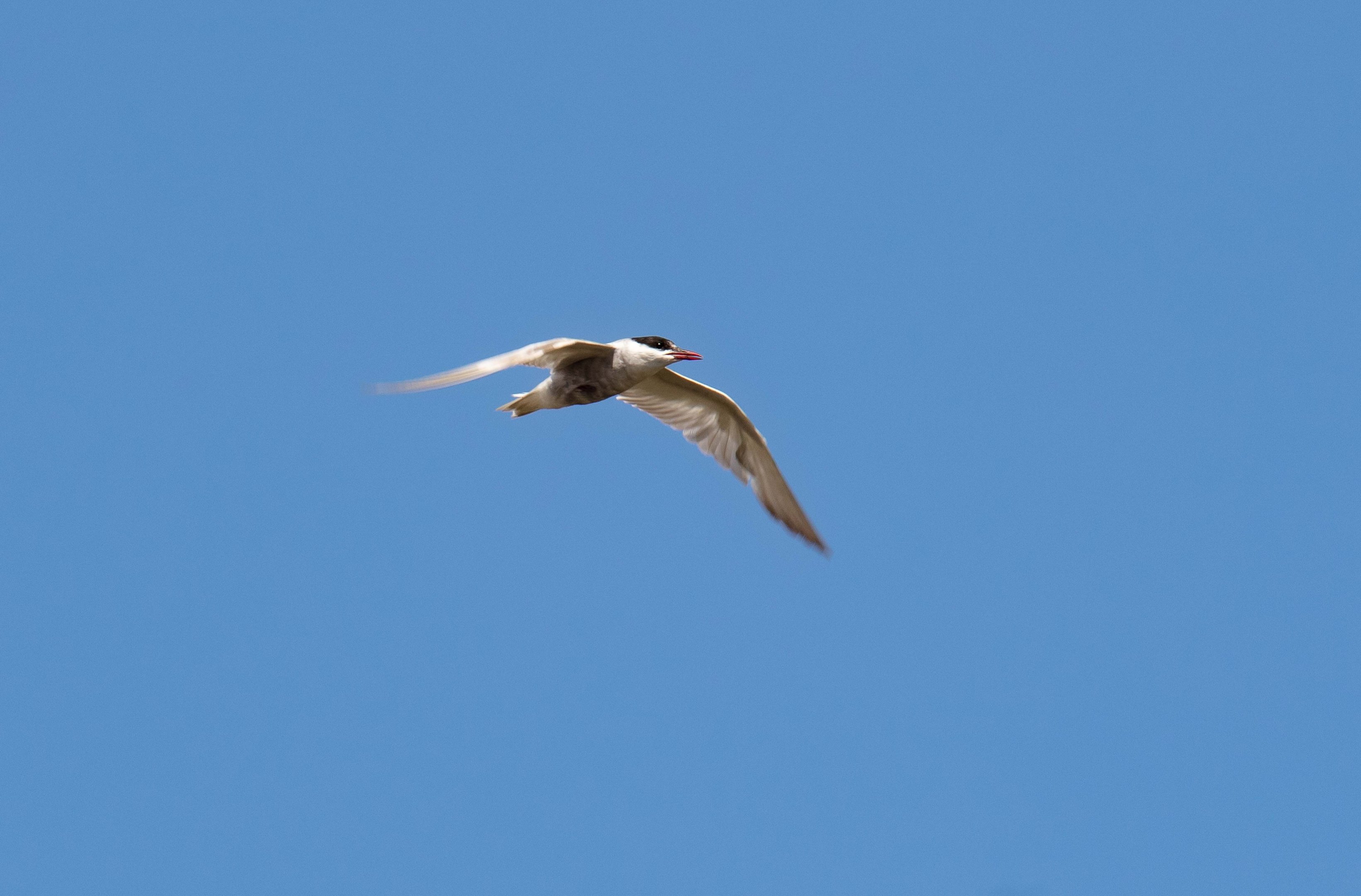 Whiskered Tern