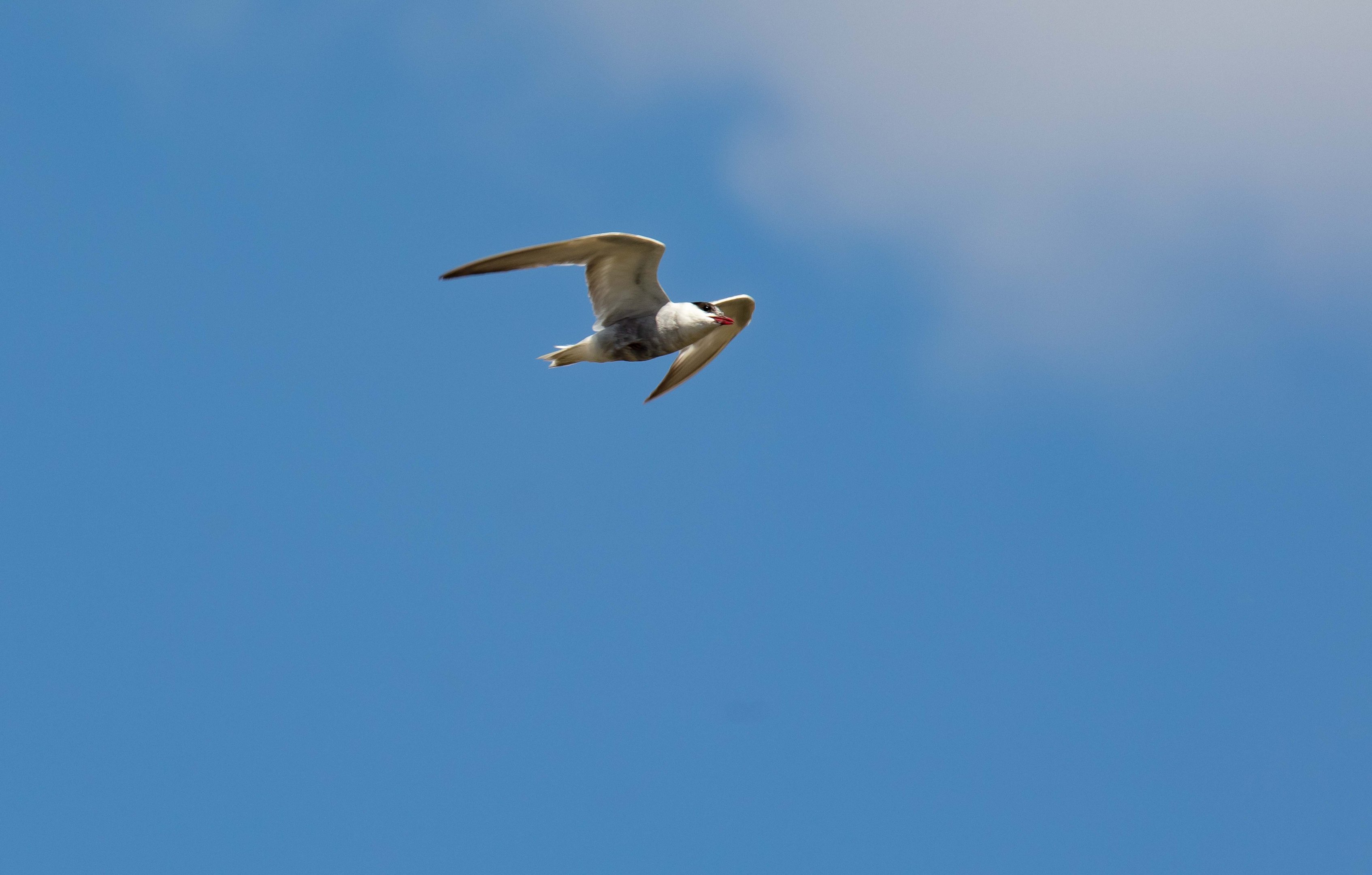 Whiskered Tern