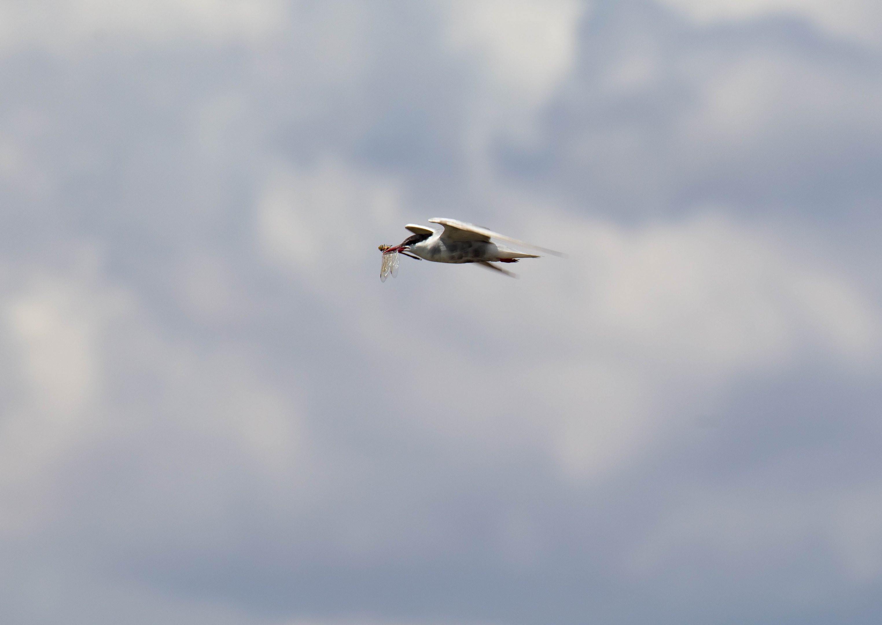 Whiskered Tern