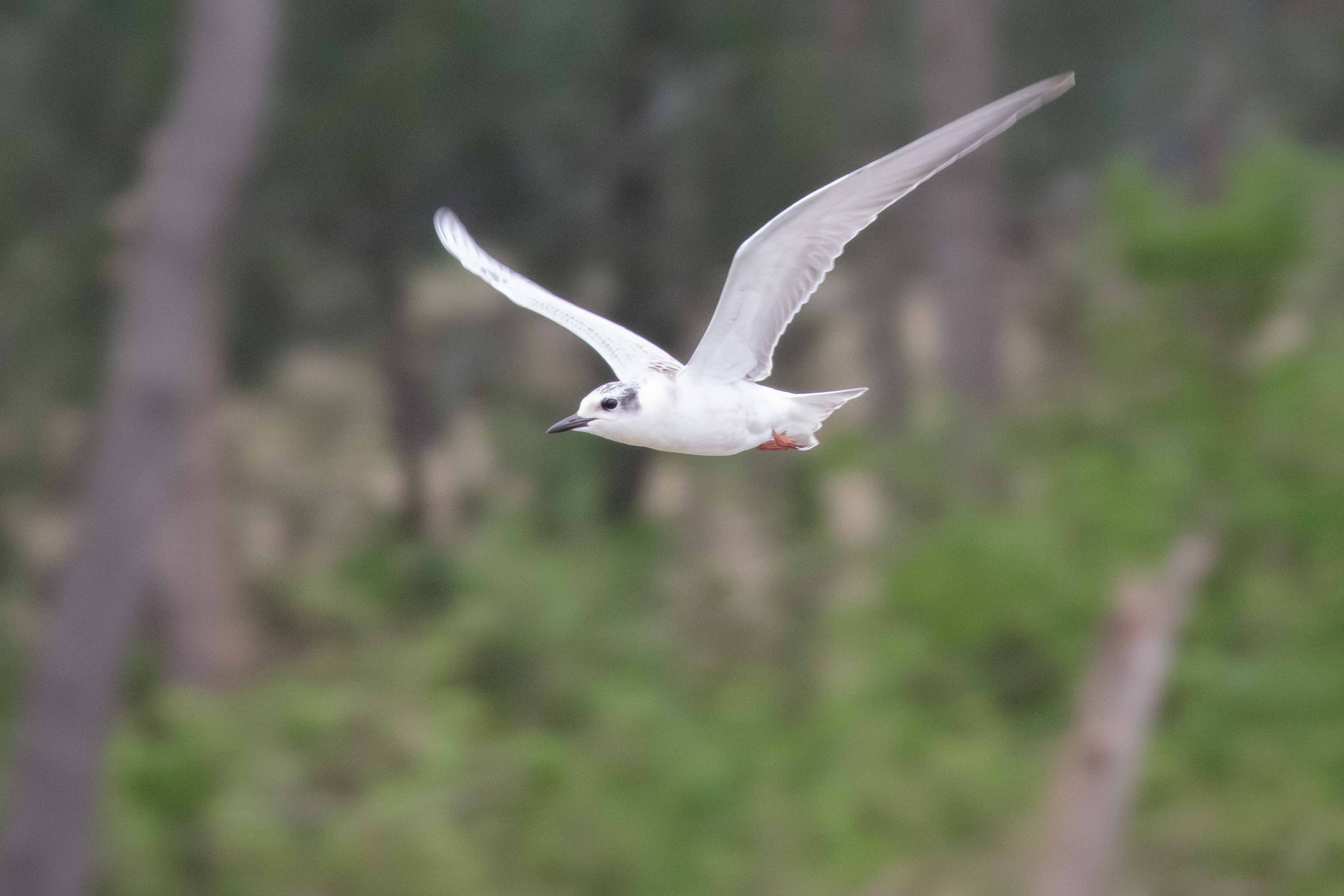 Whiskered Tern