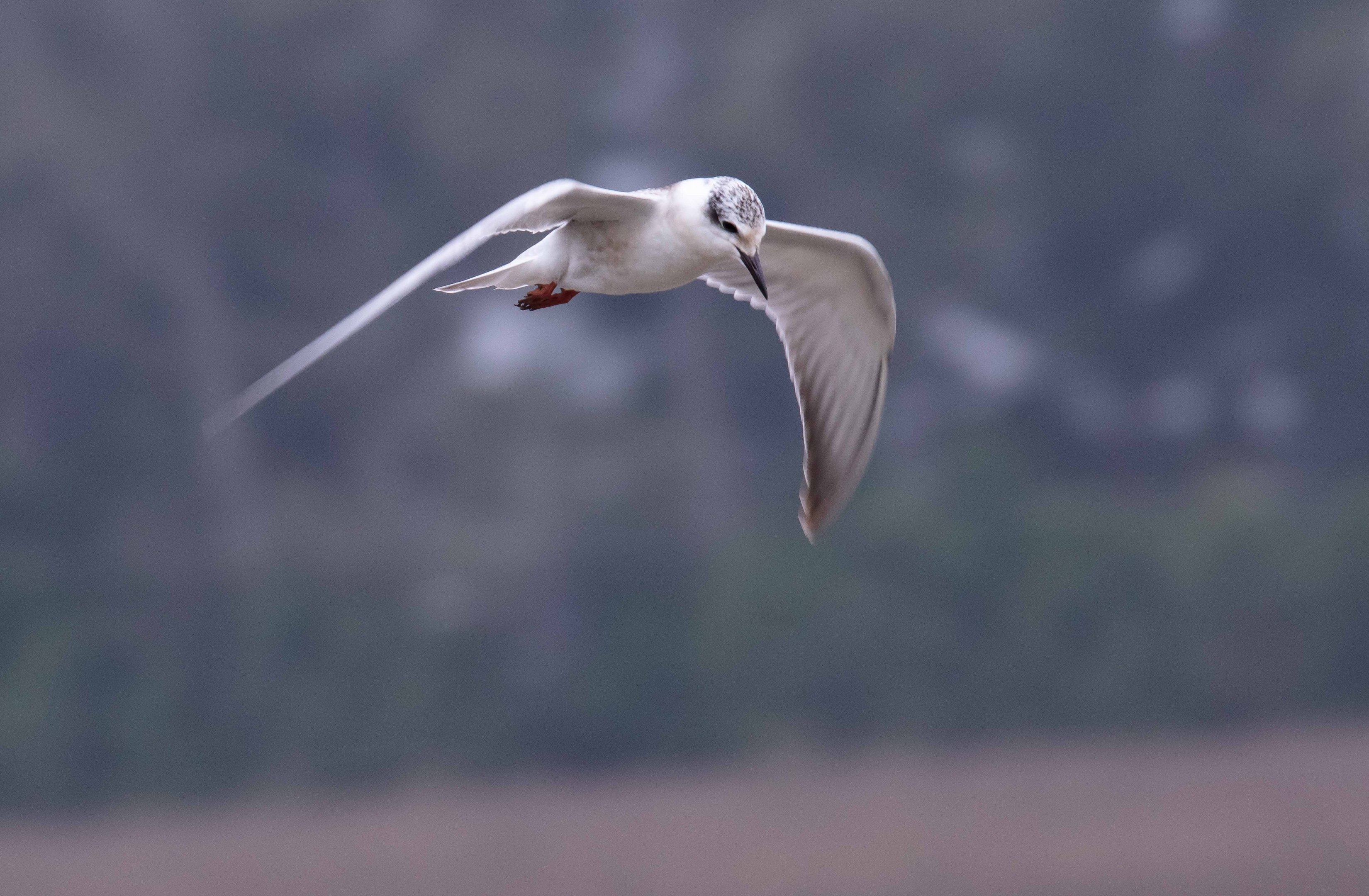 Whiskered Tern