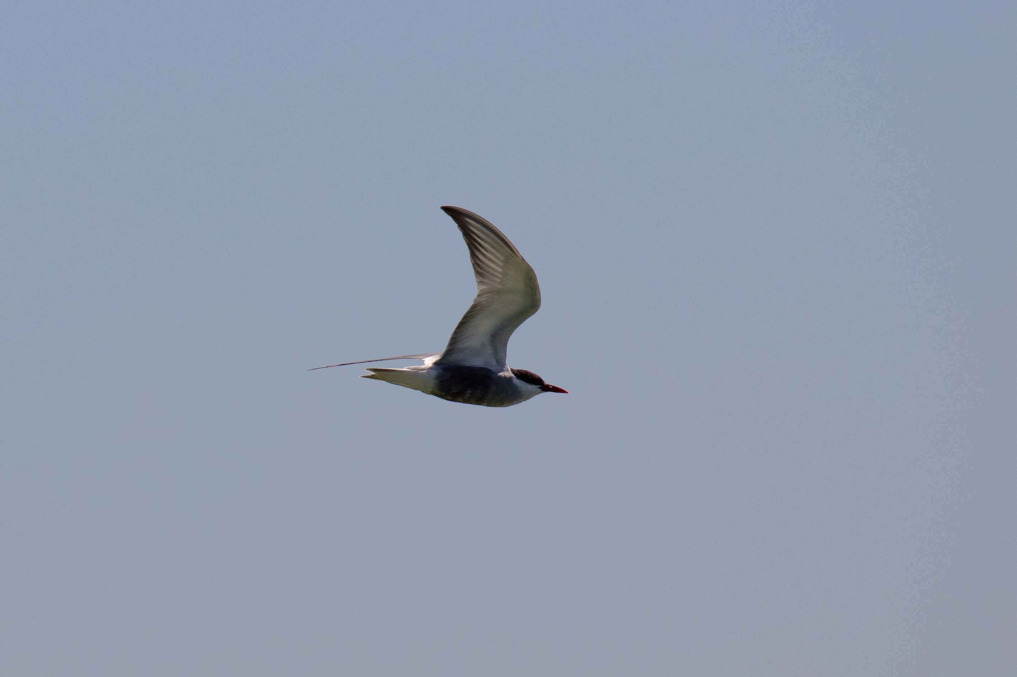 Whiskered Tern