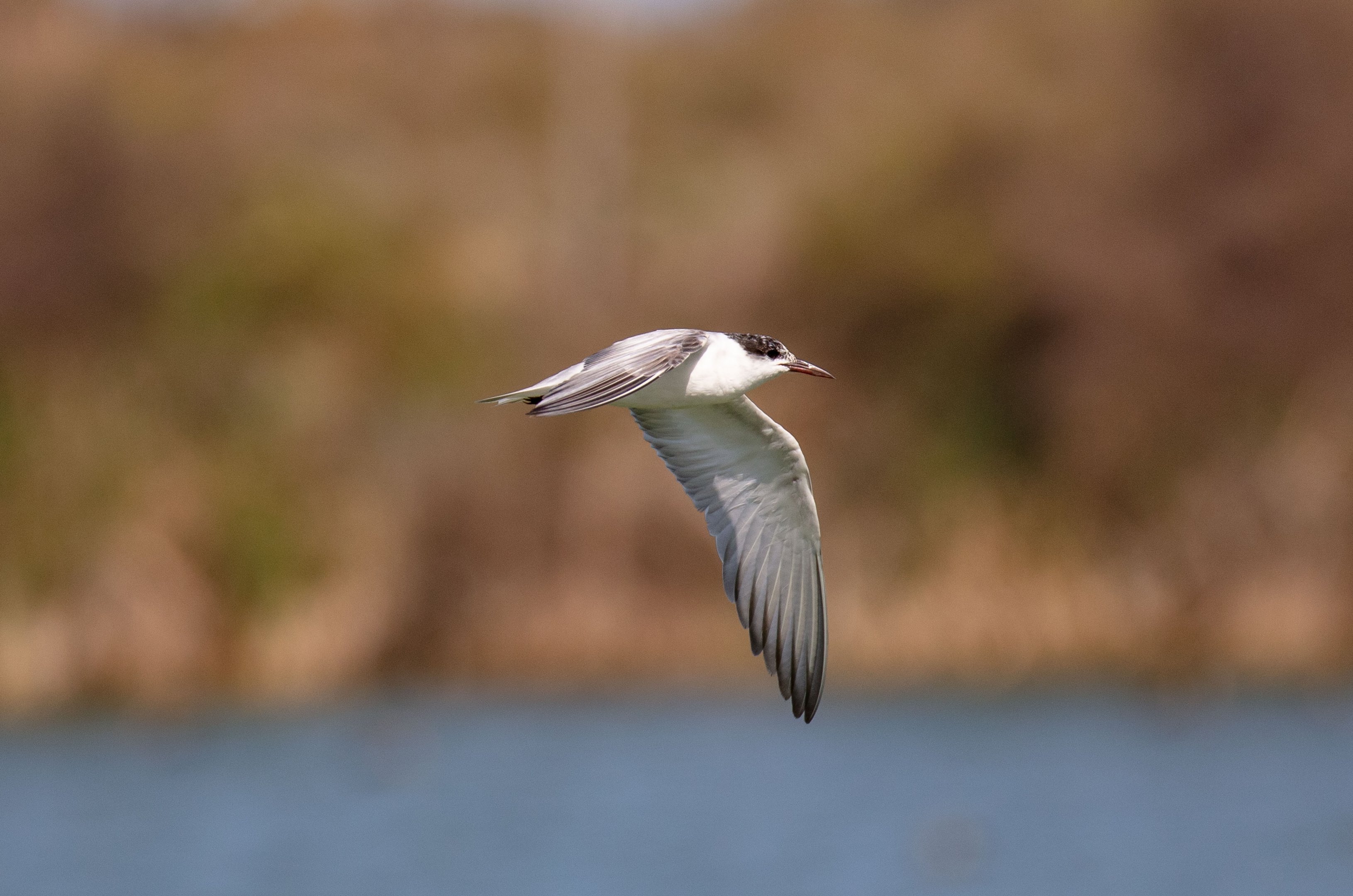 Whiskered Tern